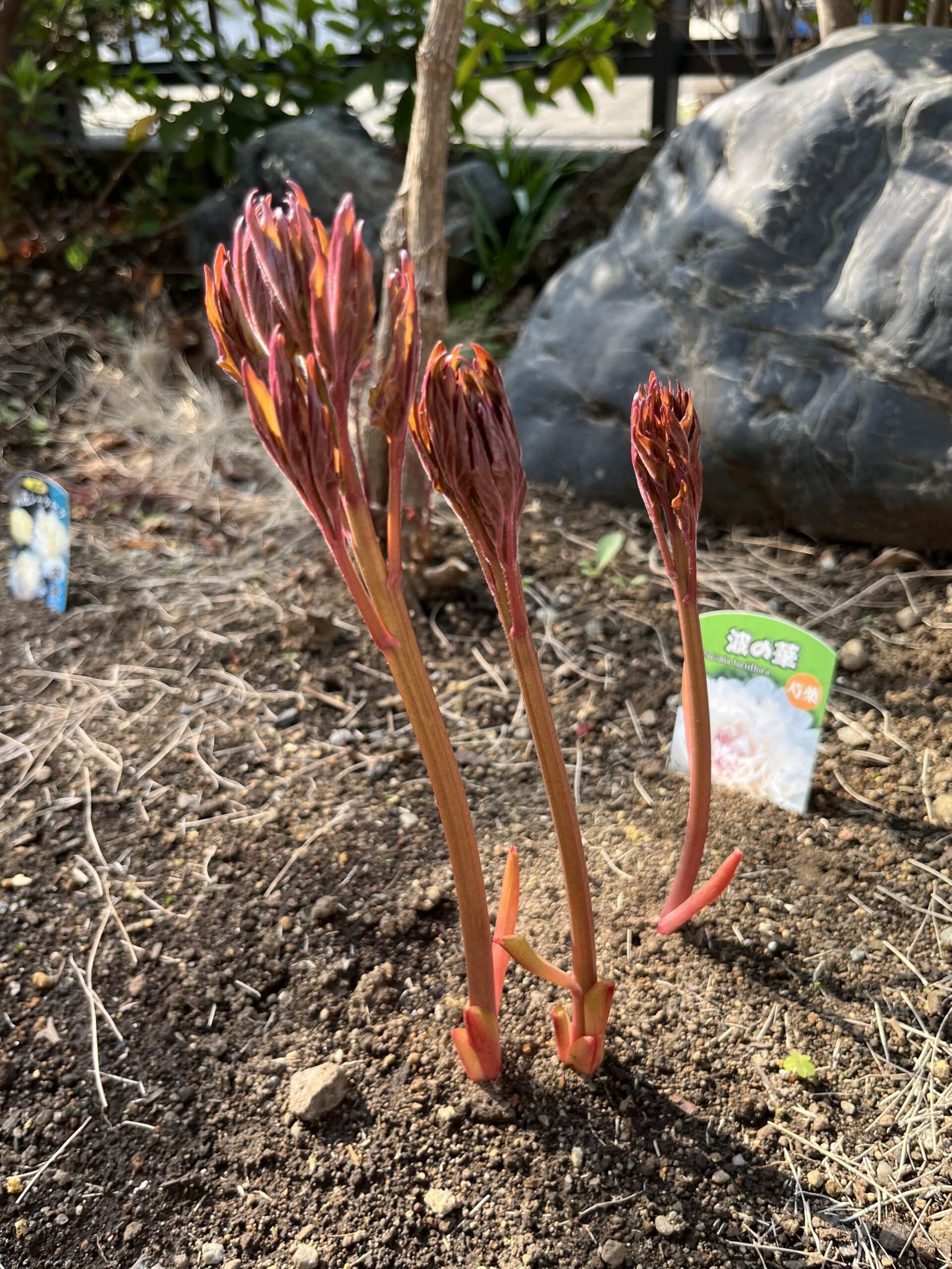 撮影：2026.3.29（日）