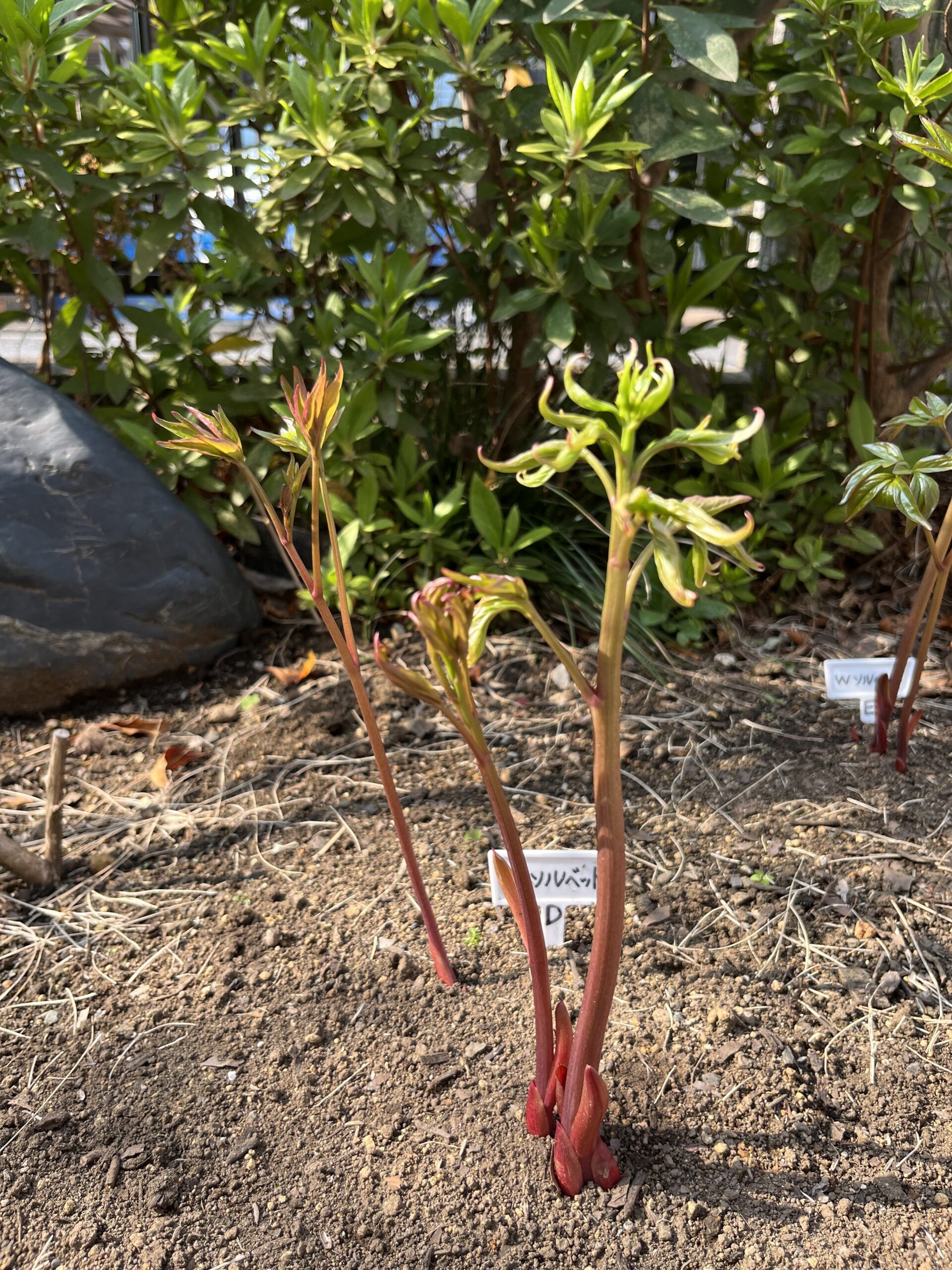 撮影：2026.3.29（日）