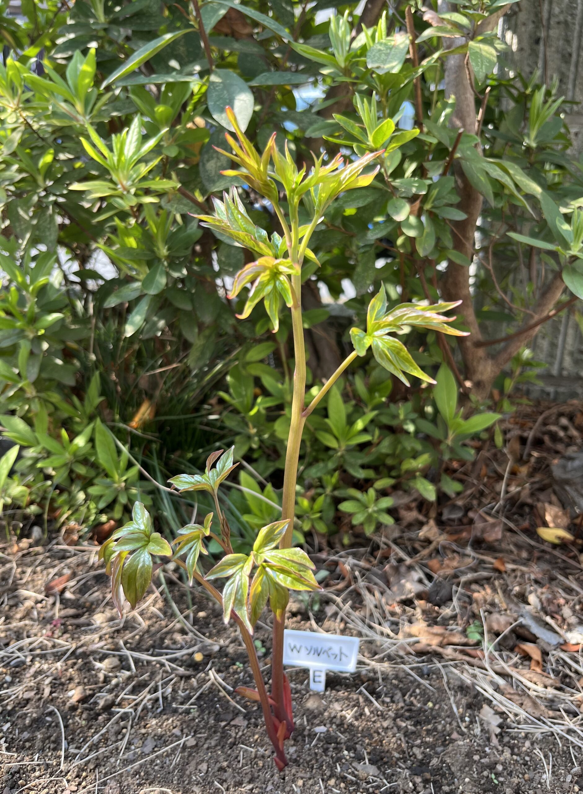 撮影：2026.3.29（日）