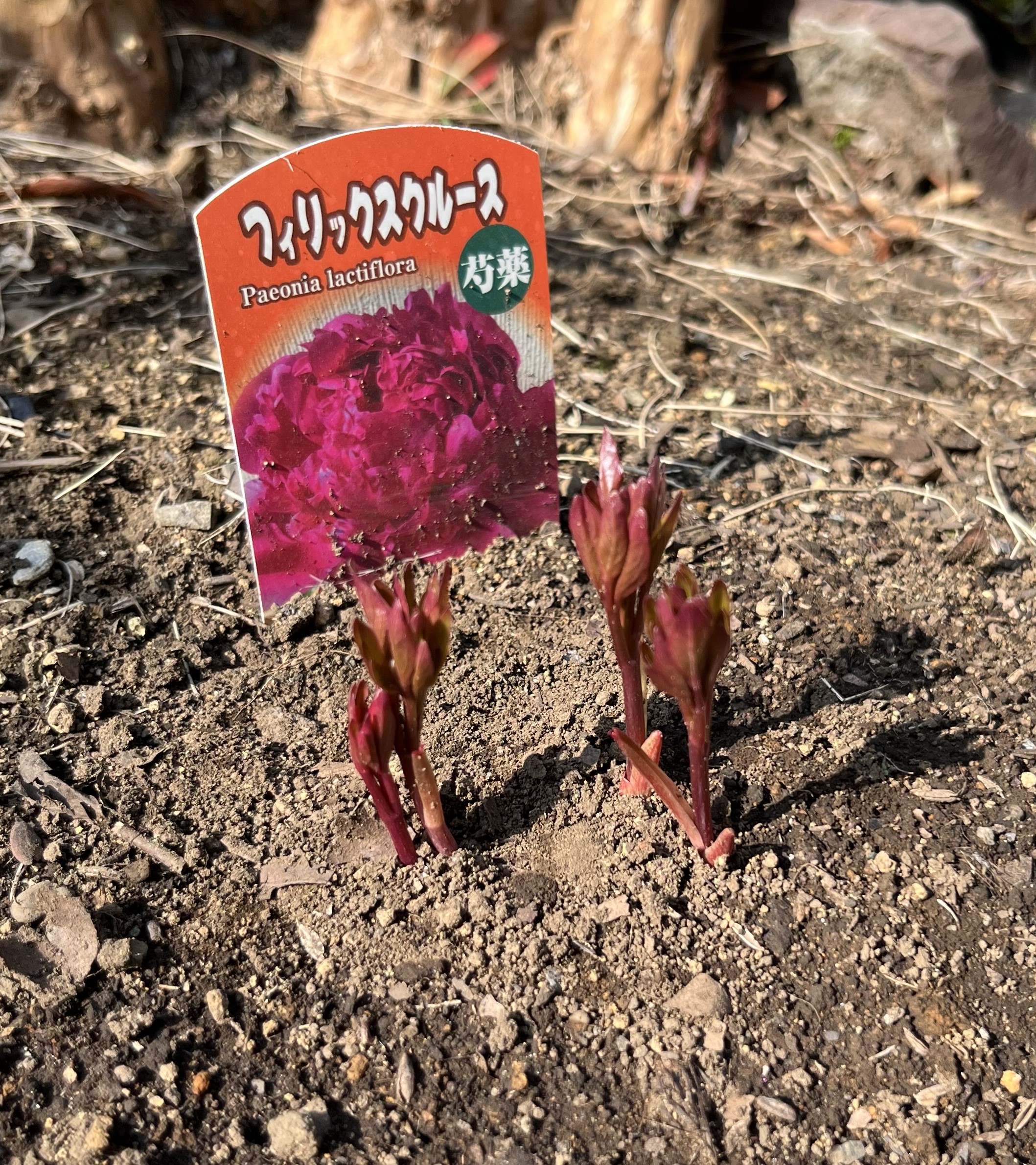 撮影：2026.3.29（日）