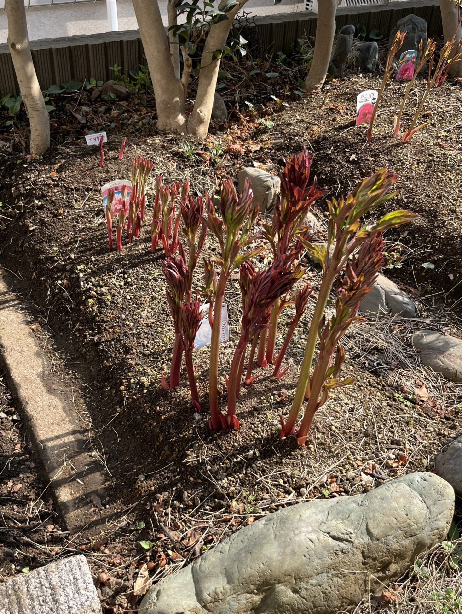 撮影：2026.3.29（日）