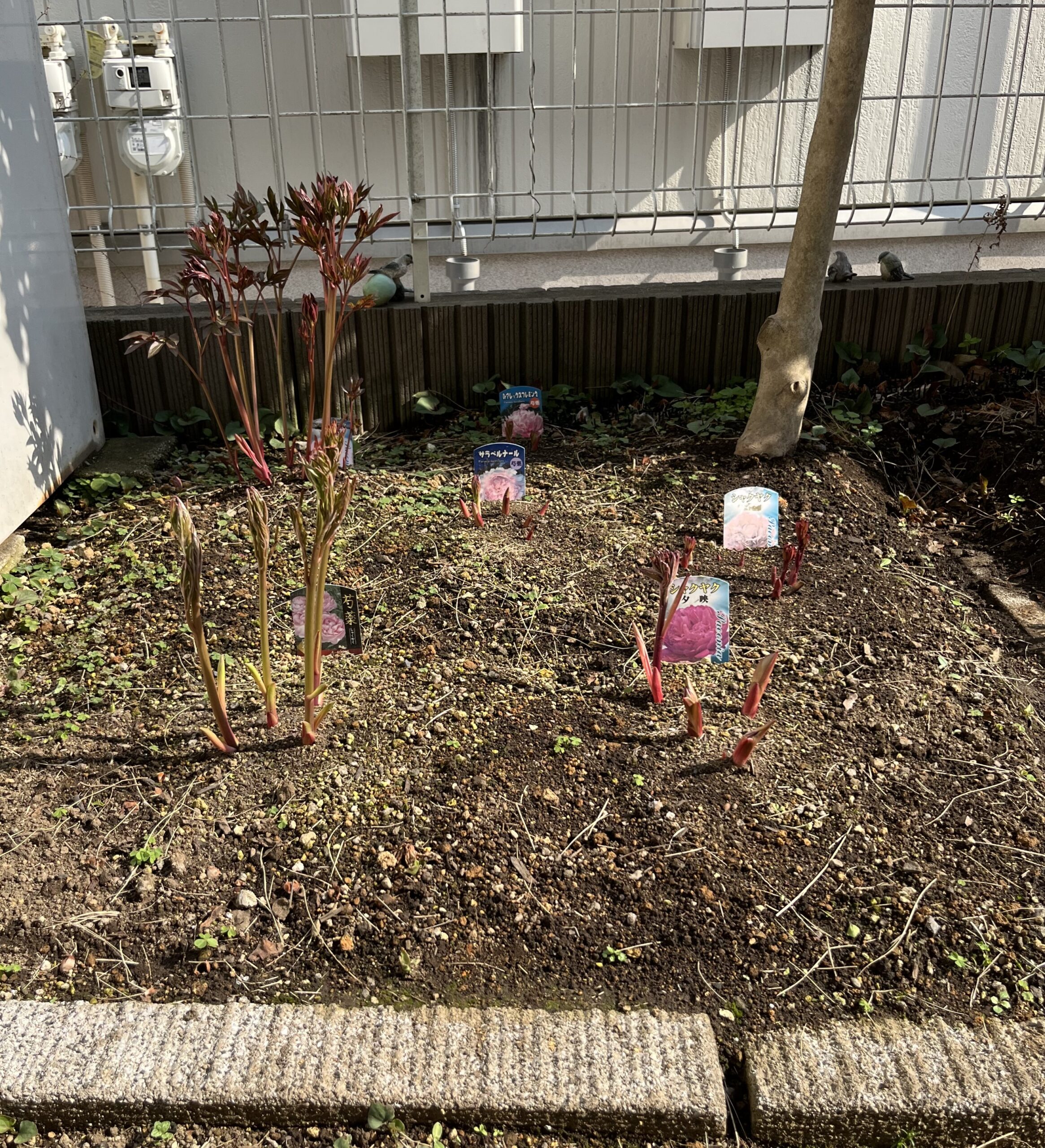 撮影：2026.3.29（日）