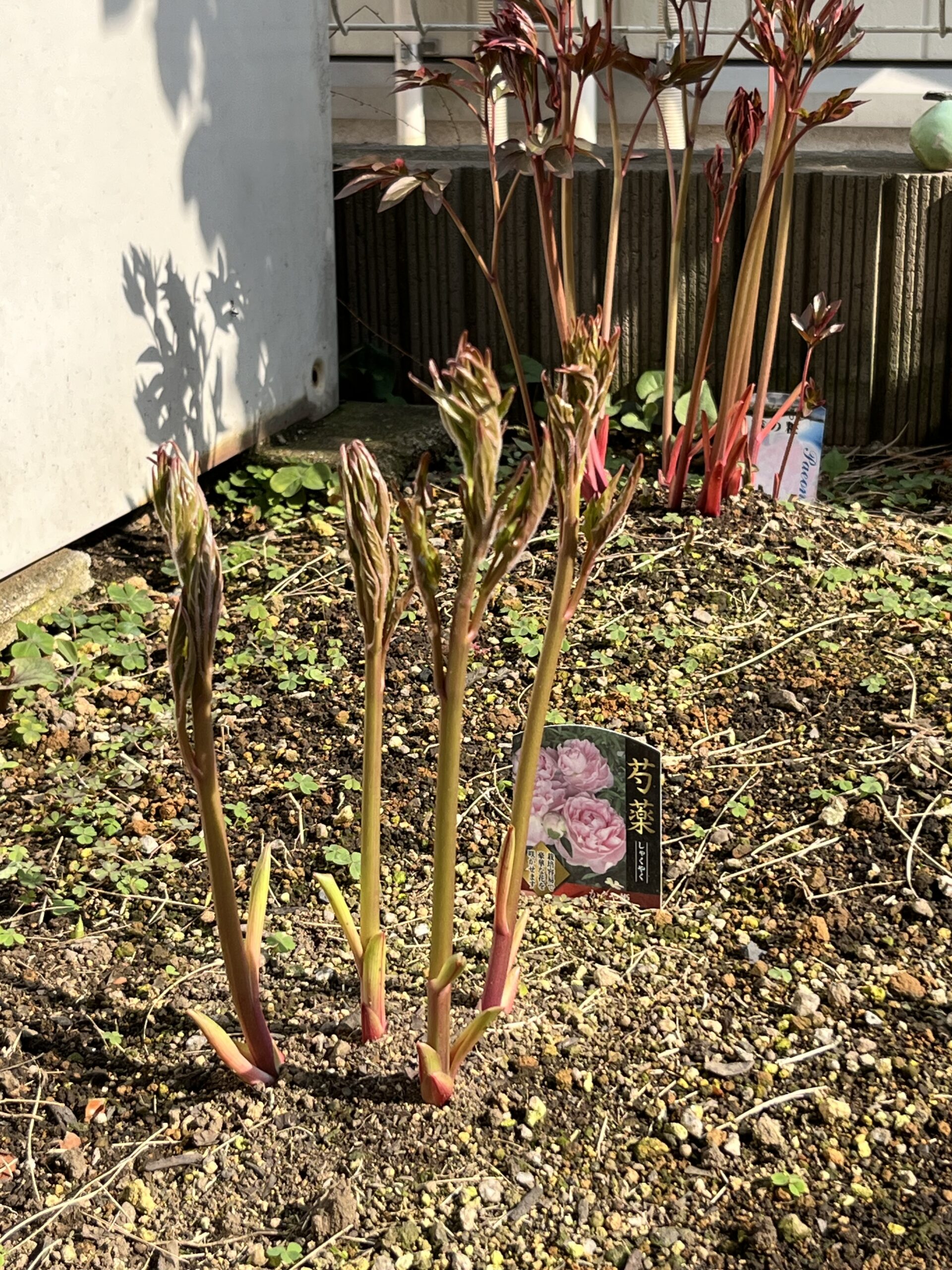 撮影：2026.3.29（日）