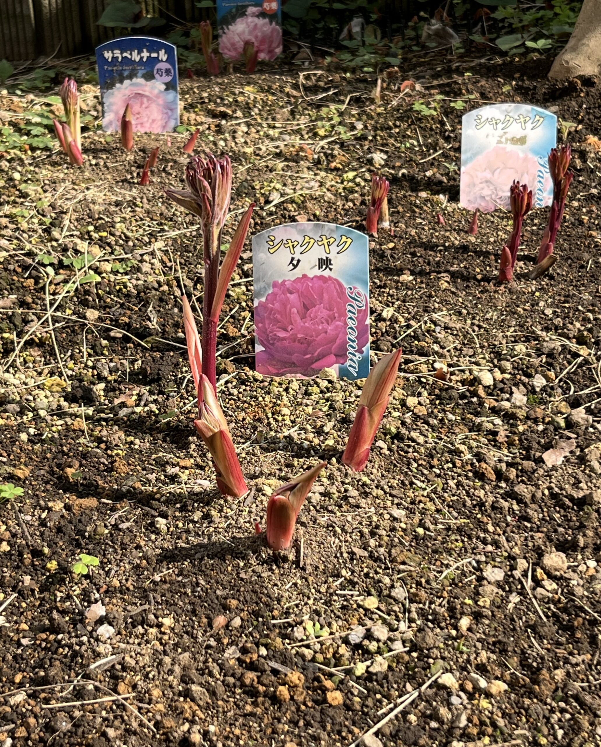 撮影：2026.3.29（日）