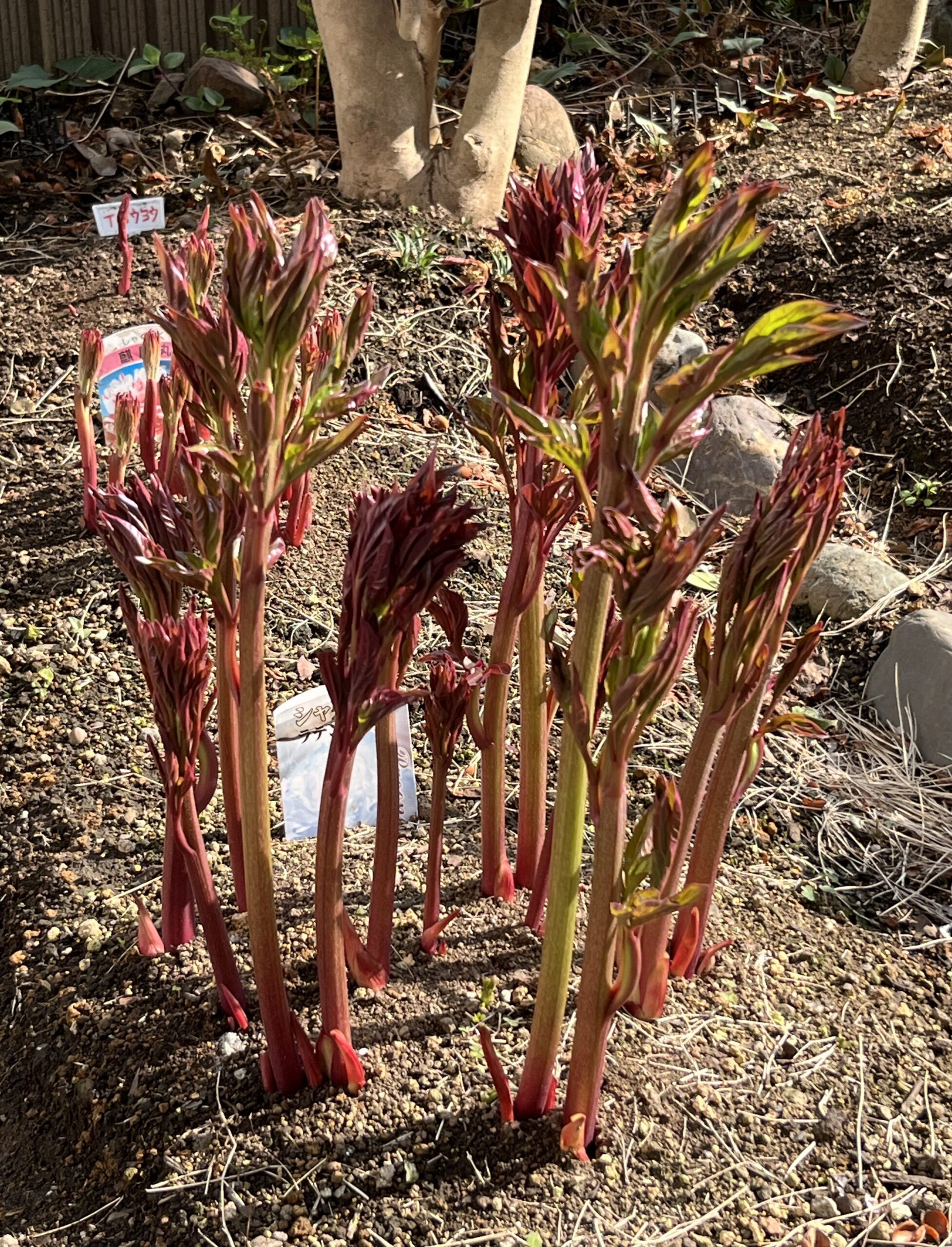 撮影：2026.3.29（日）