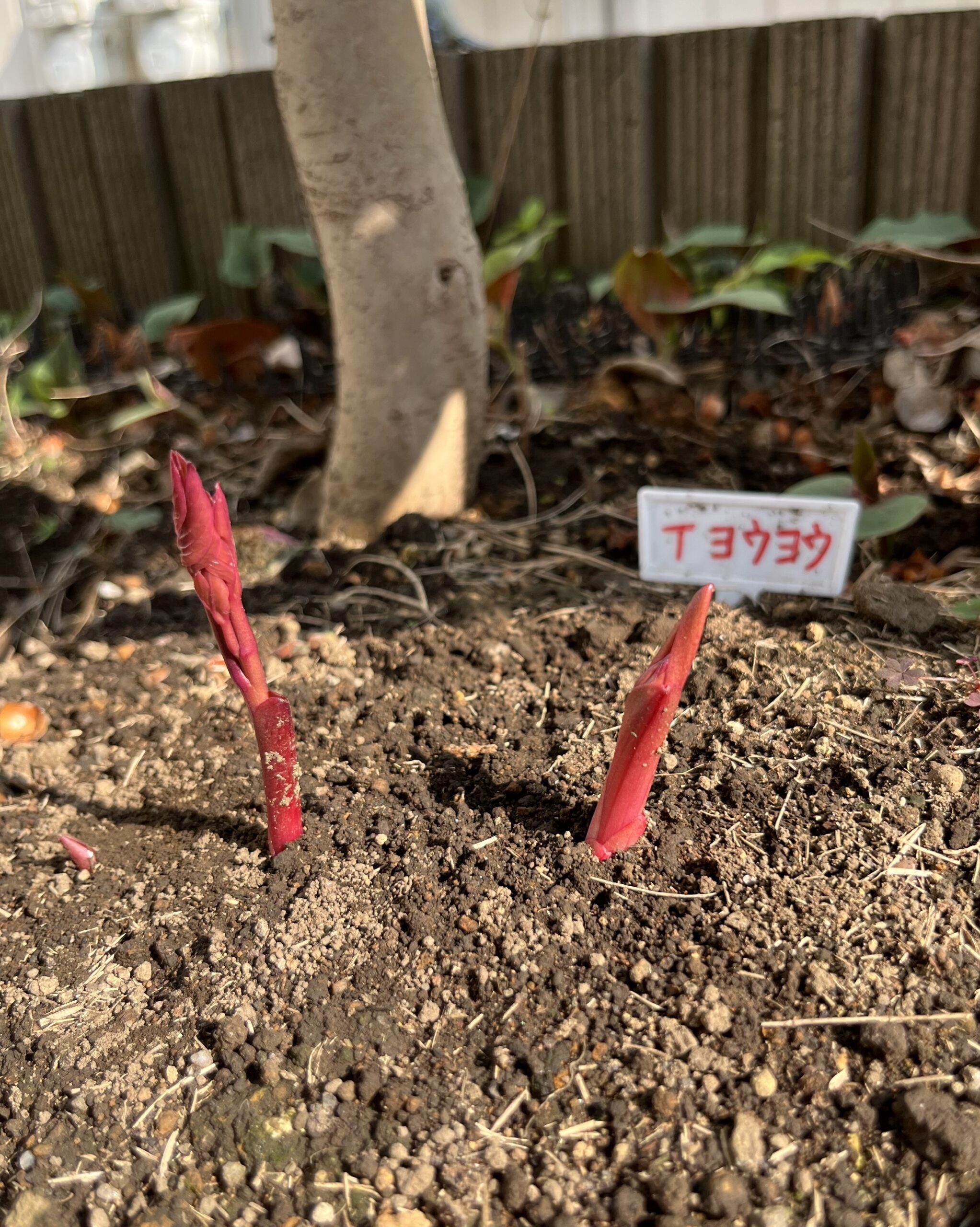 撮影：2026.3.29（日）