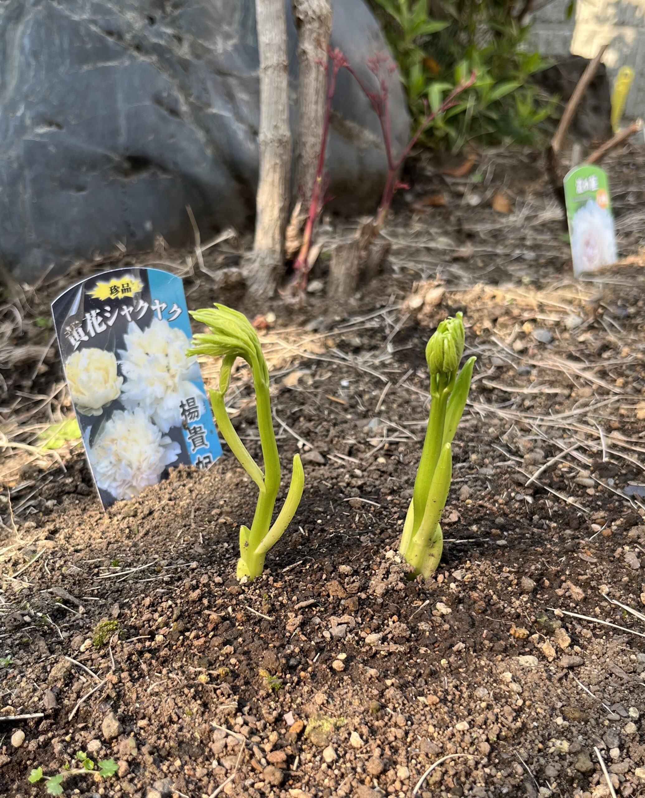 撮影：2026.3.29（日）