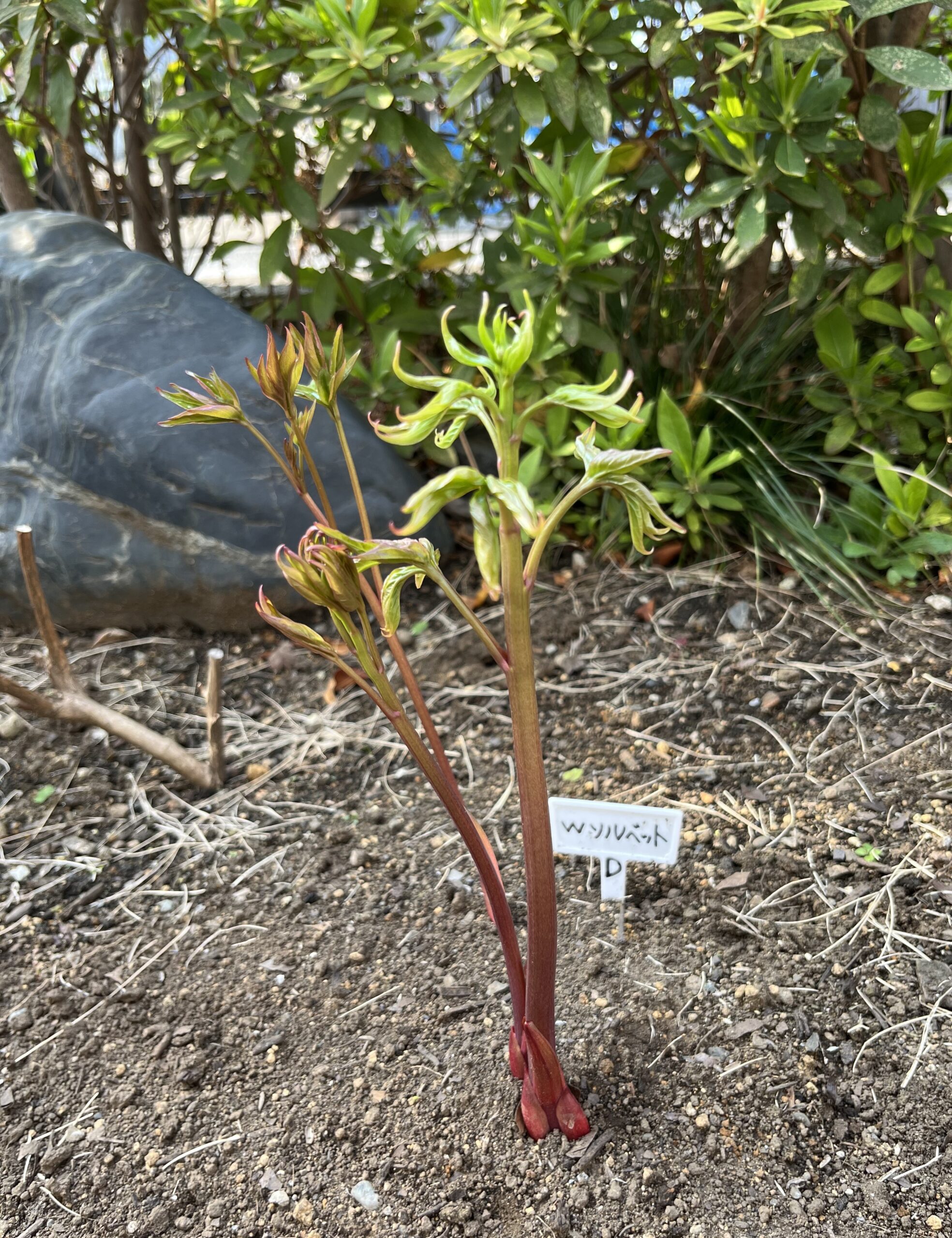 撮影：2026.3.29（日）