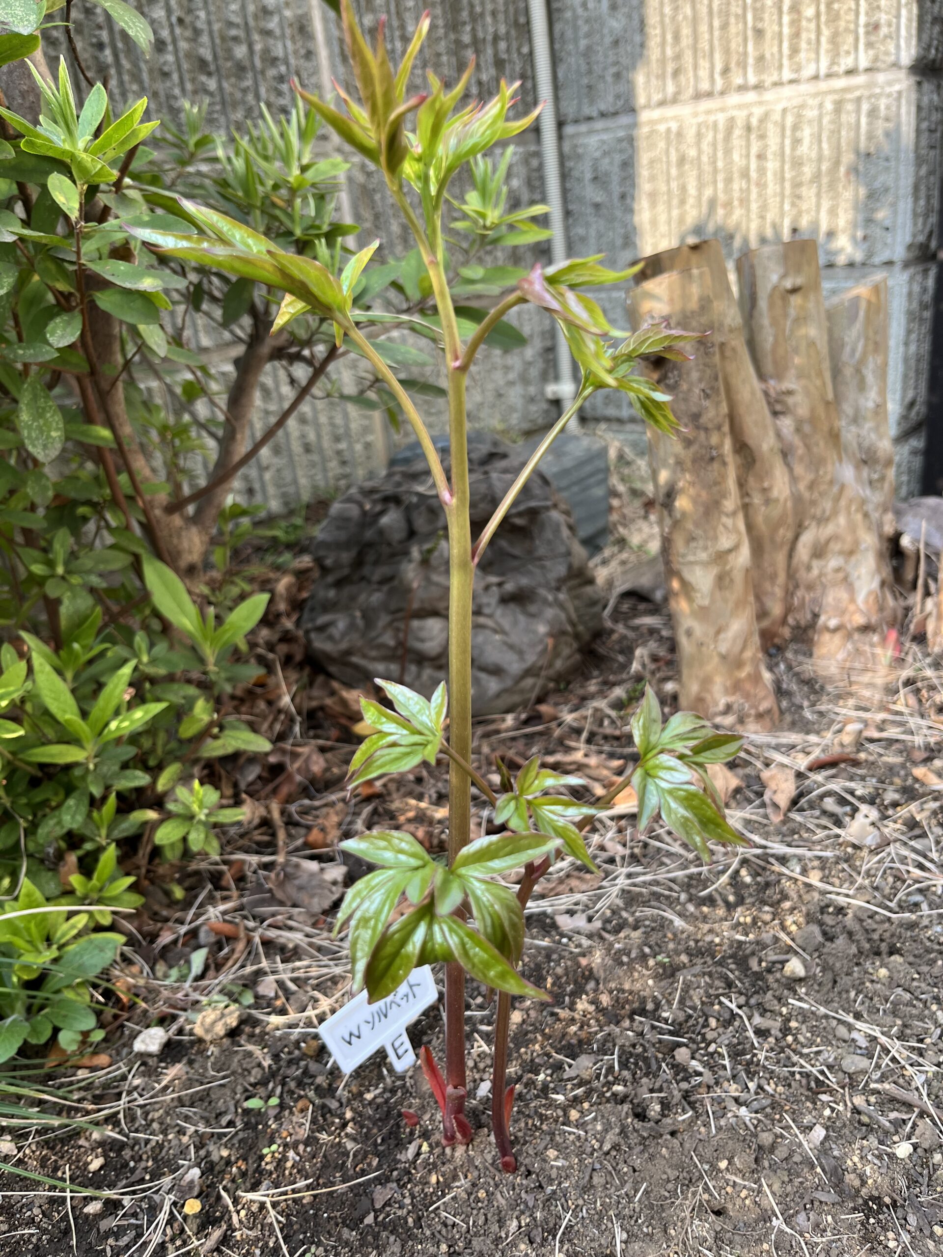 撮影：2026.3.29（日）