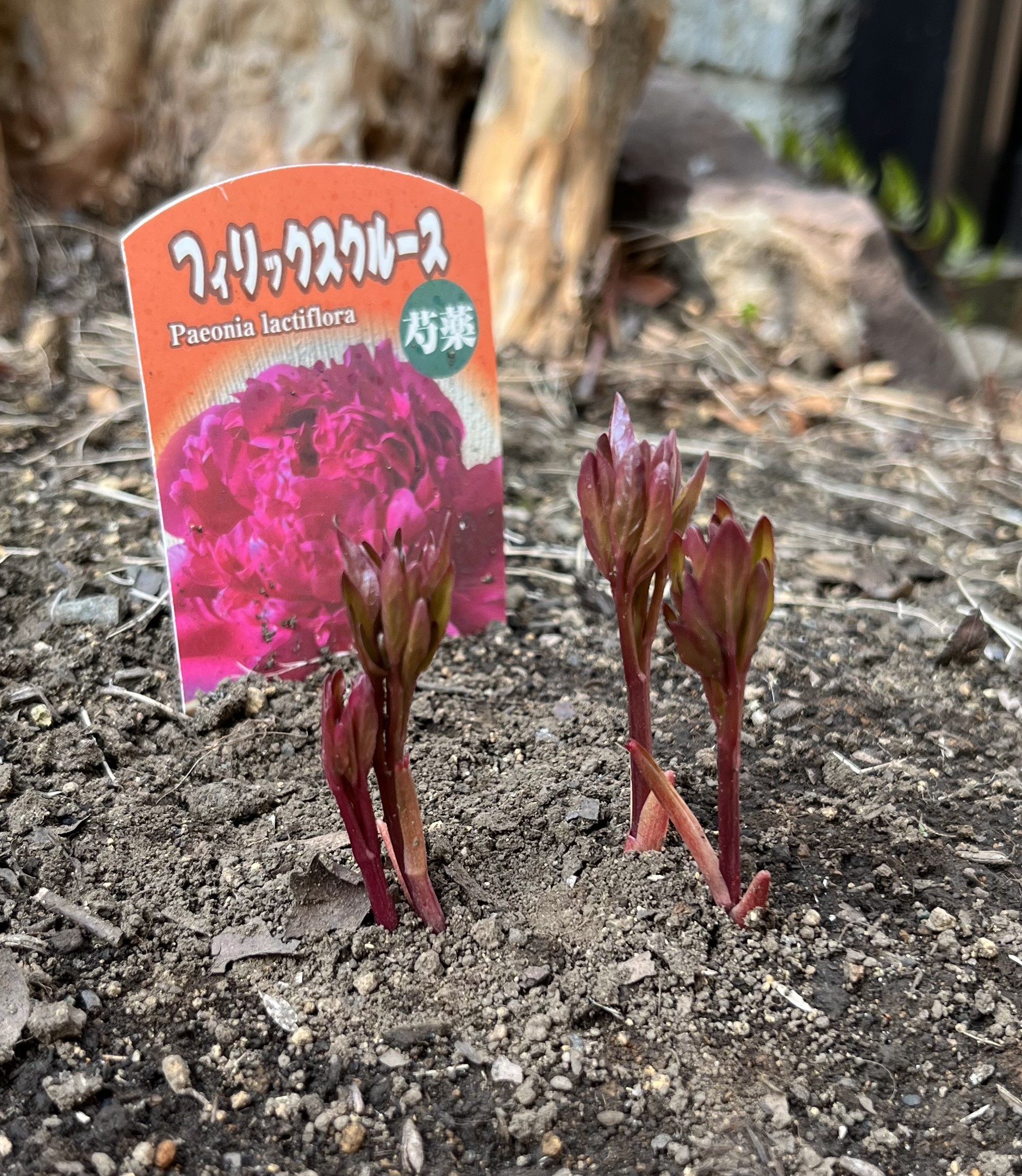 これはまだまだ背が低いのである。５センチもないのではないか。それなのに、いきなり頭の葉っぱが広がってきた。もっと背が高くなる必要がある。これは様子がおかしい。撮影：2026.3.29（日）