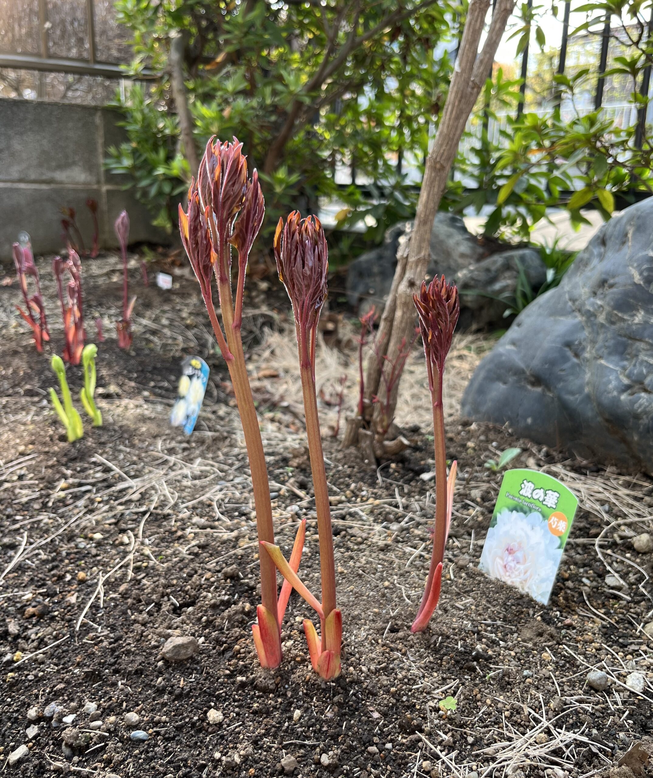 撮影：2026.3.29（日）