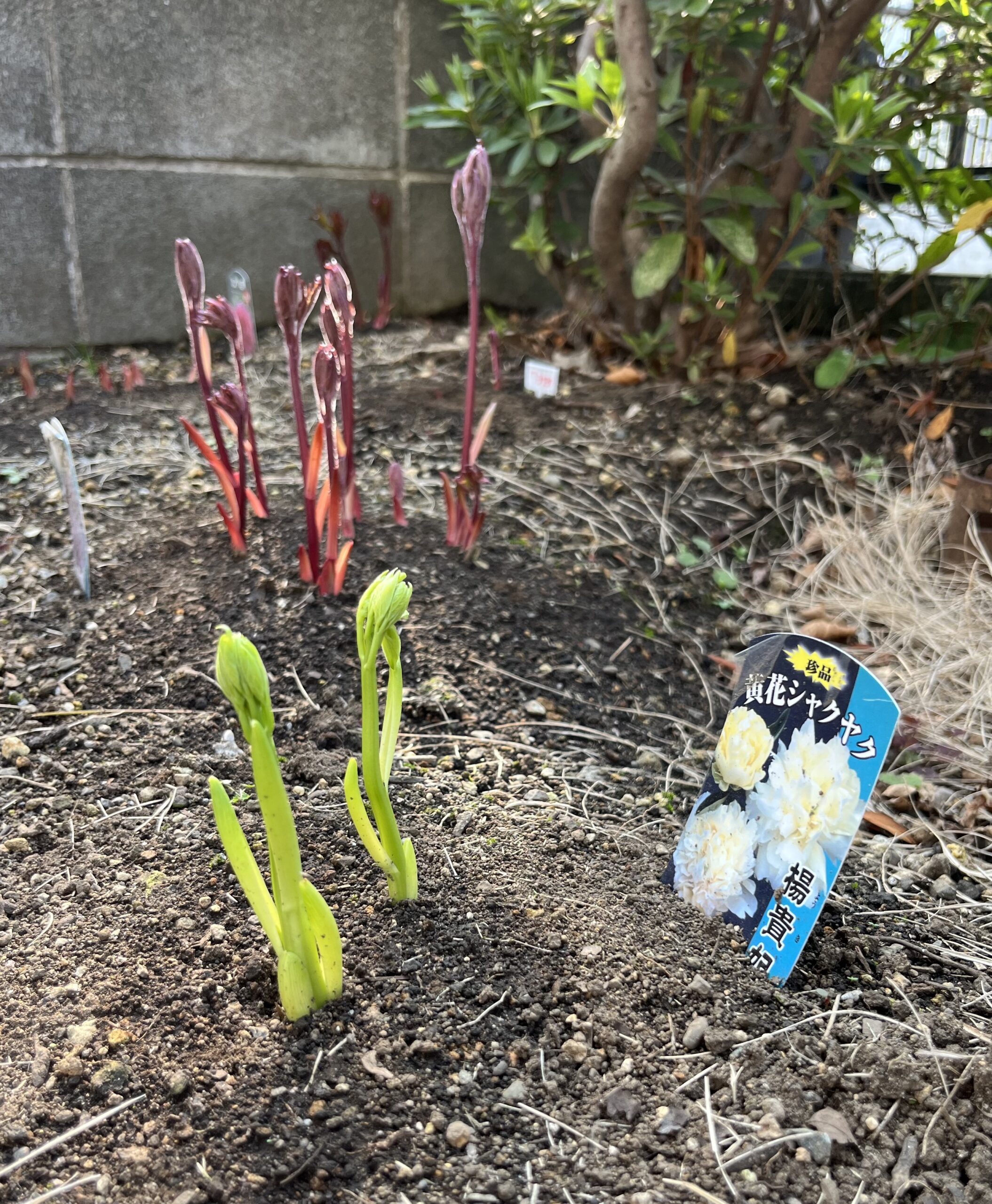 撮影：2026.3.29（日）