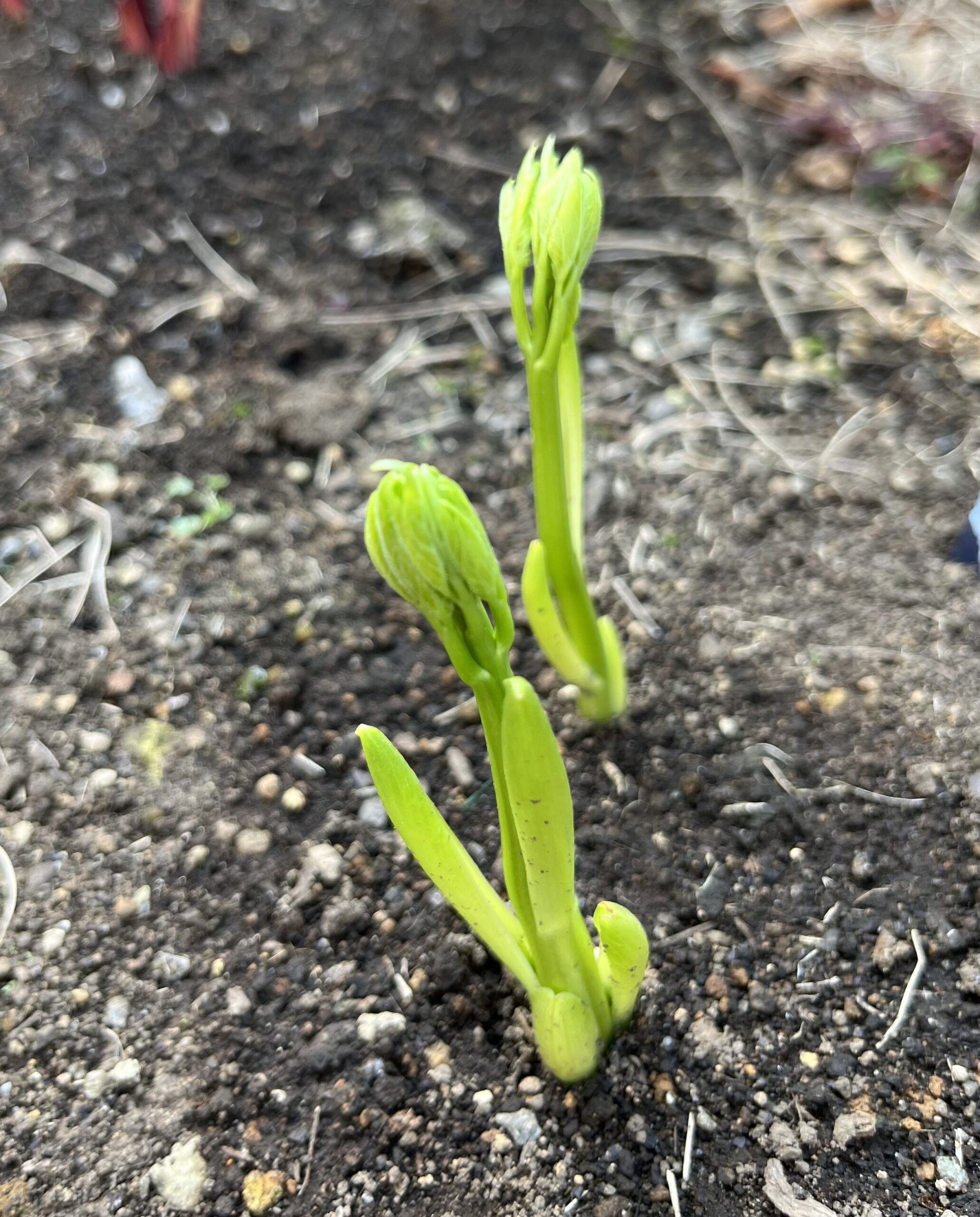 撮影：2026.3.29（日）