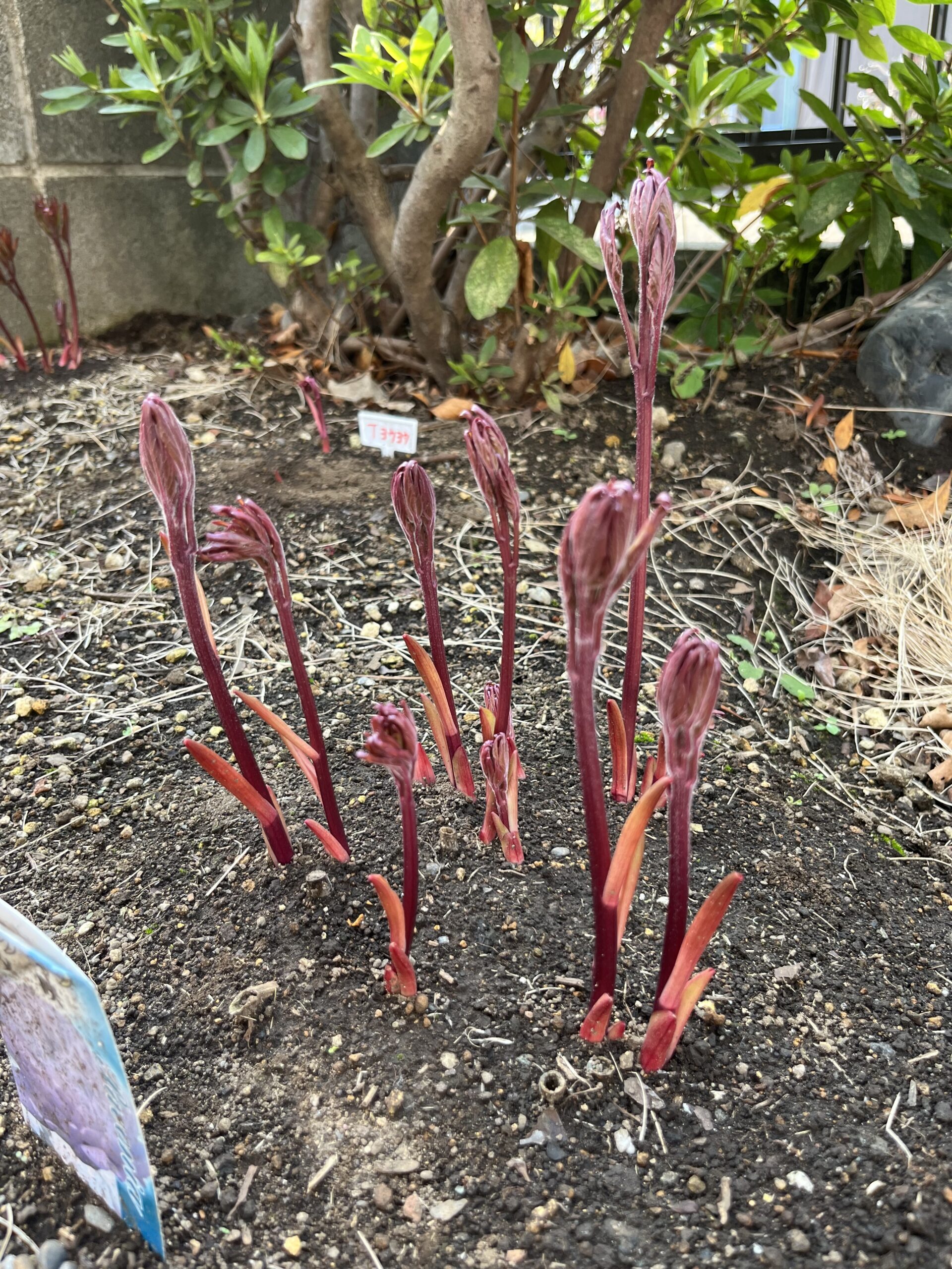 撮影：2026.3.29（日）