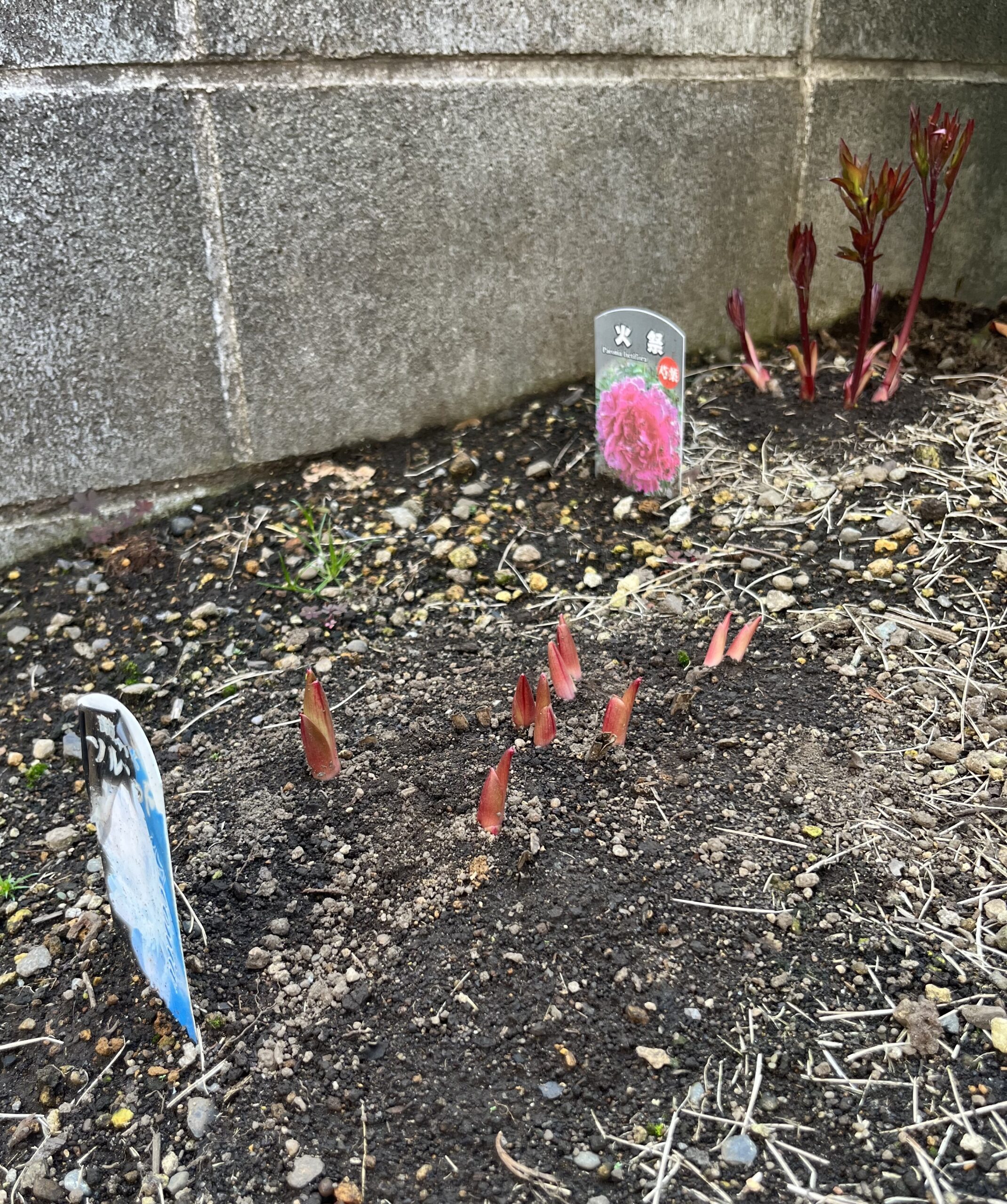 撮影：2026.3.29（日）