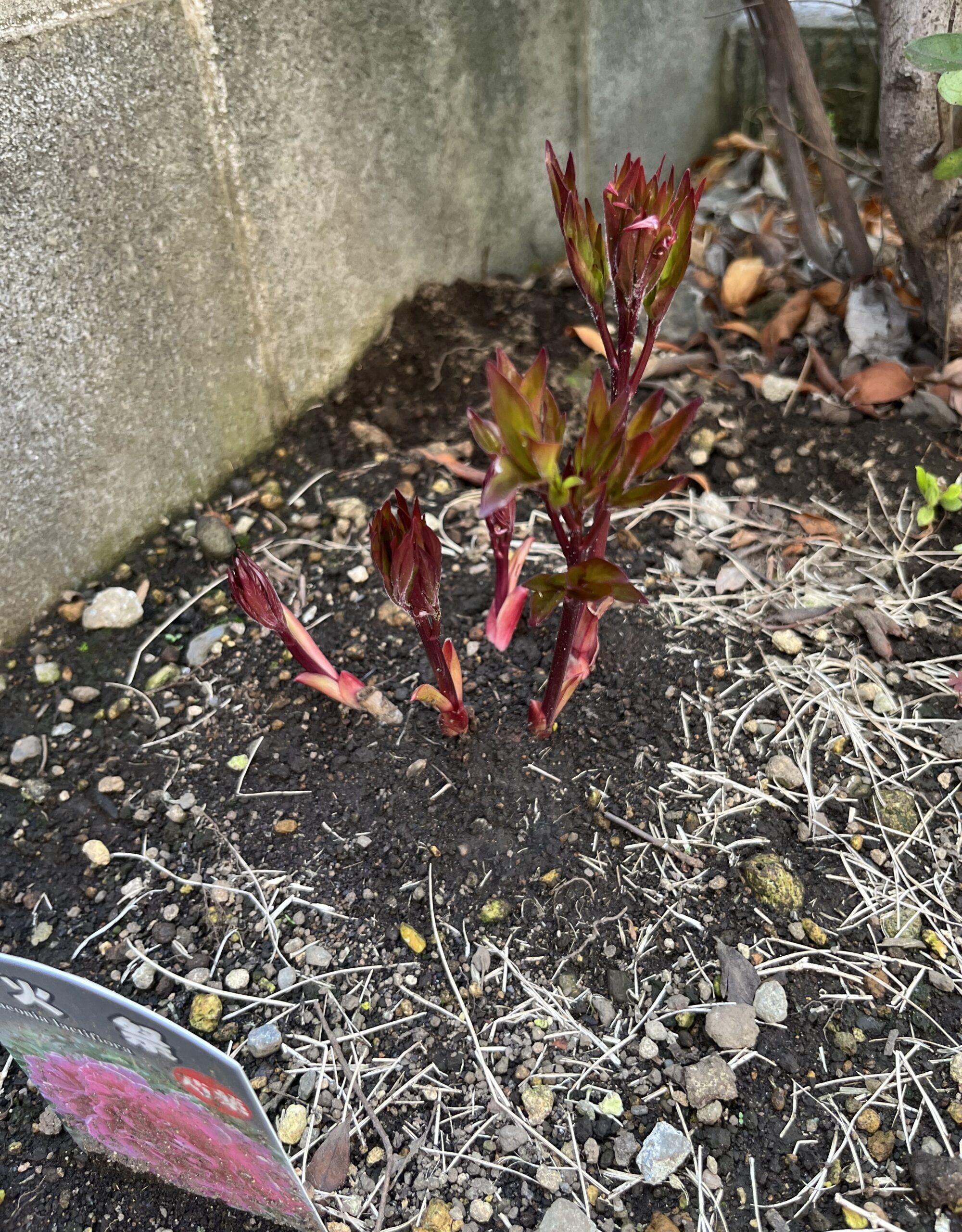 撮影：2026.3.29（日）