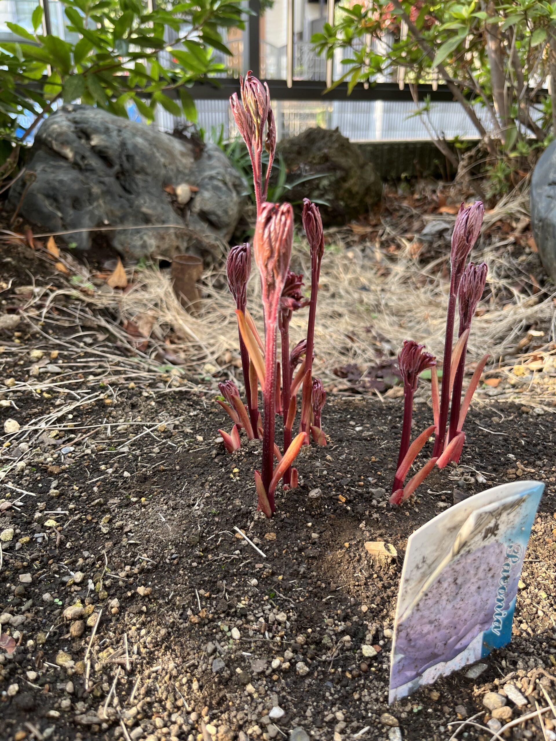 撮影：2026.3.29（日）