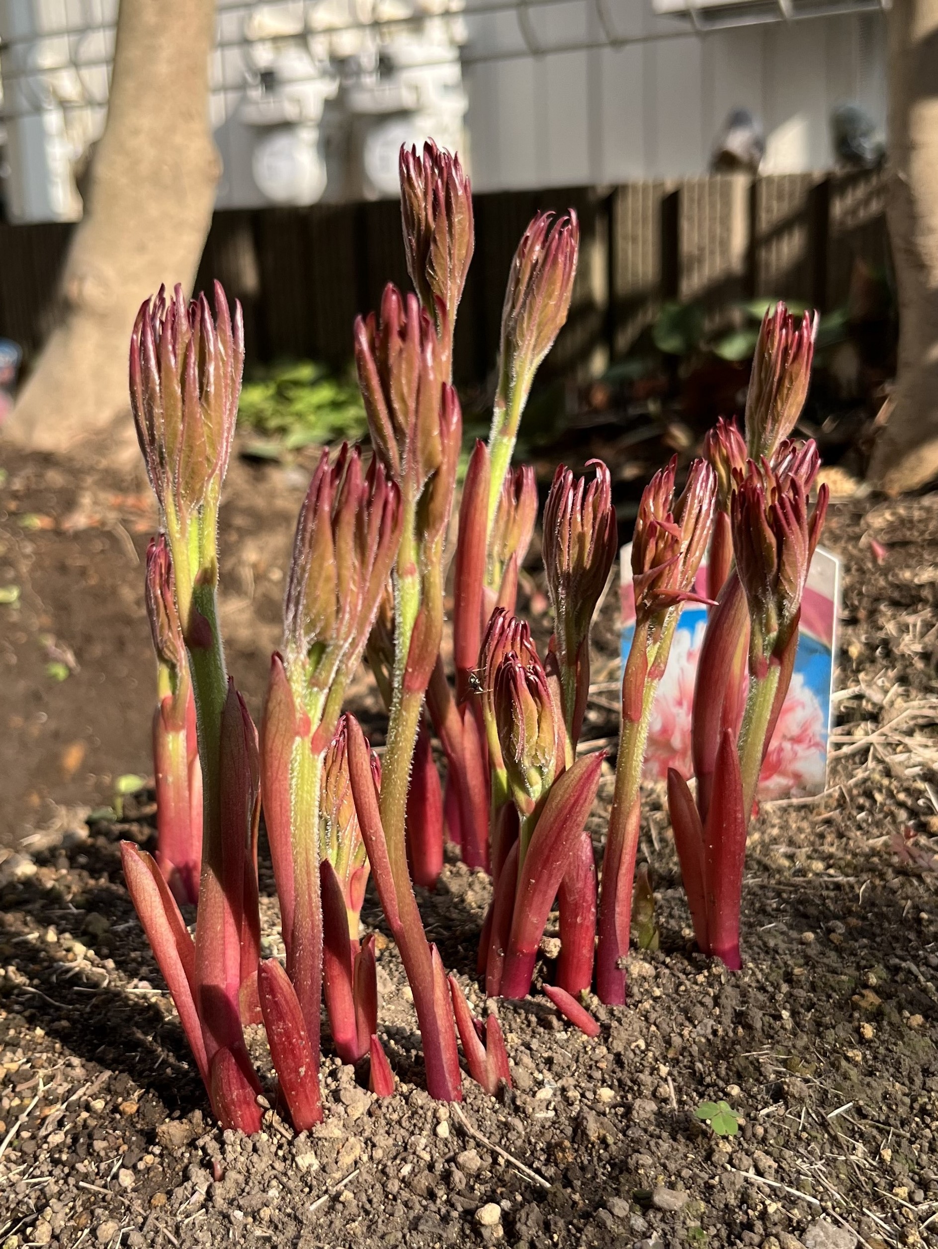 撮影：2026.3.29（日）