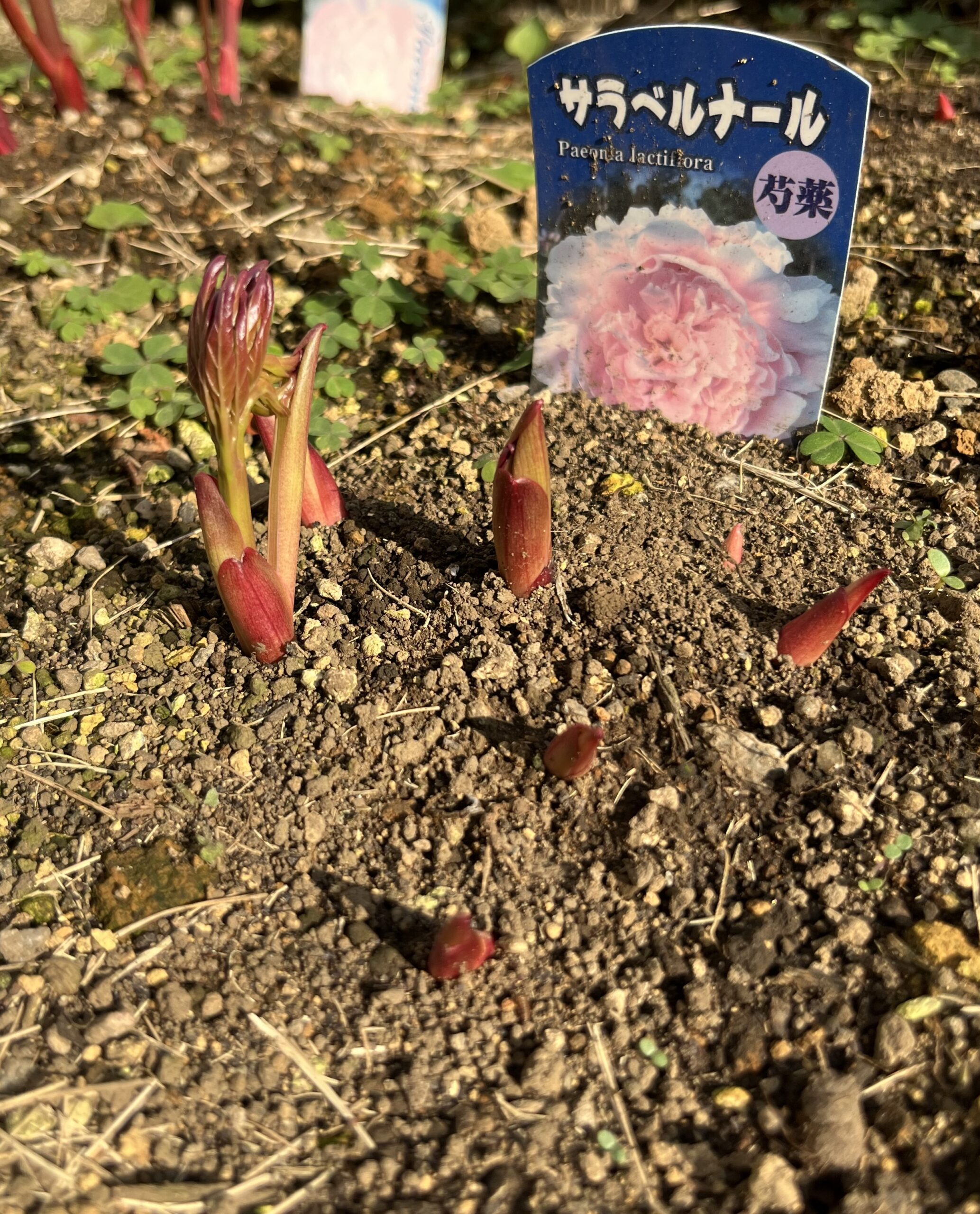 撮影：2026.3.29（日）