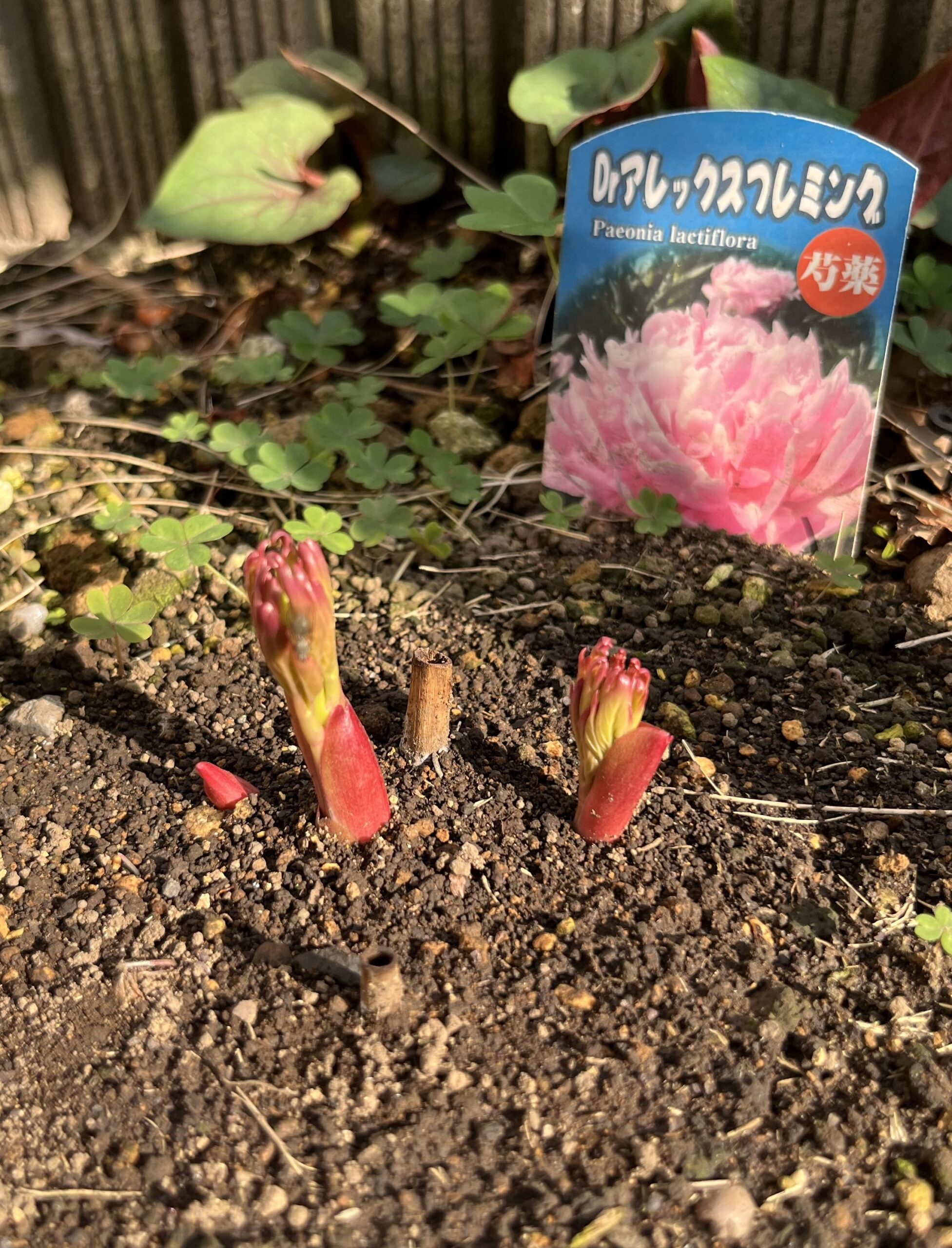 撮影：2026.3.29（日）