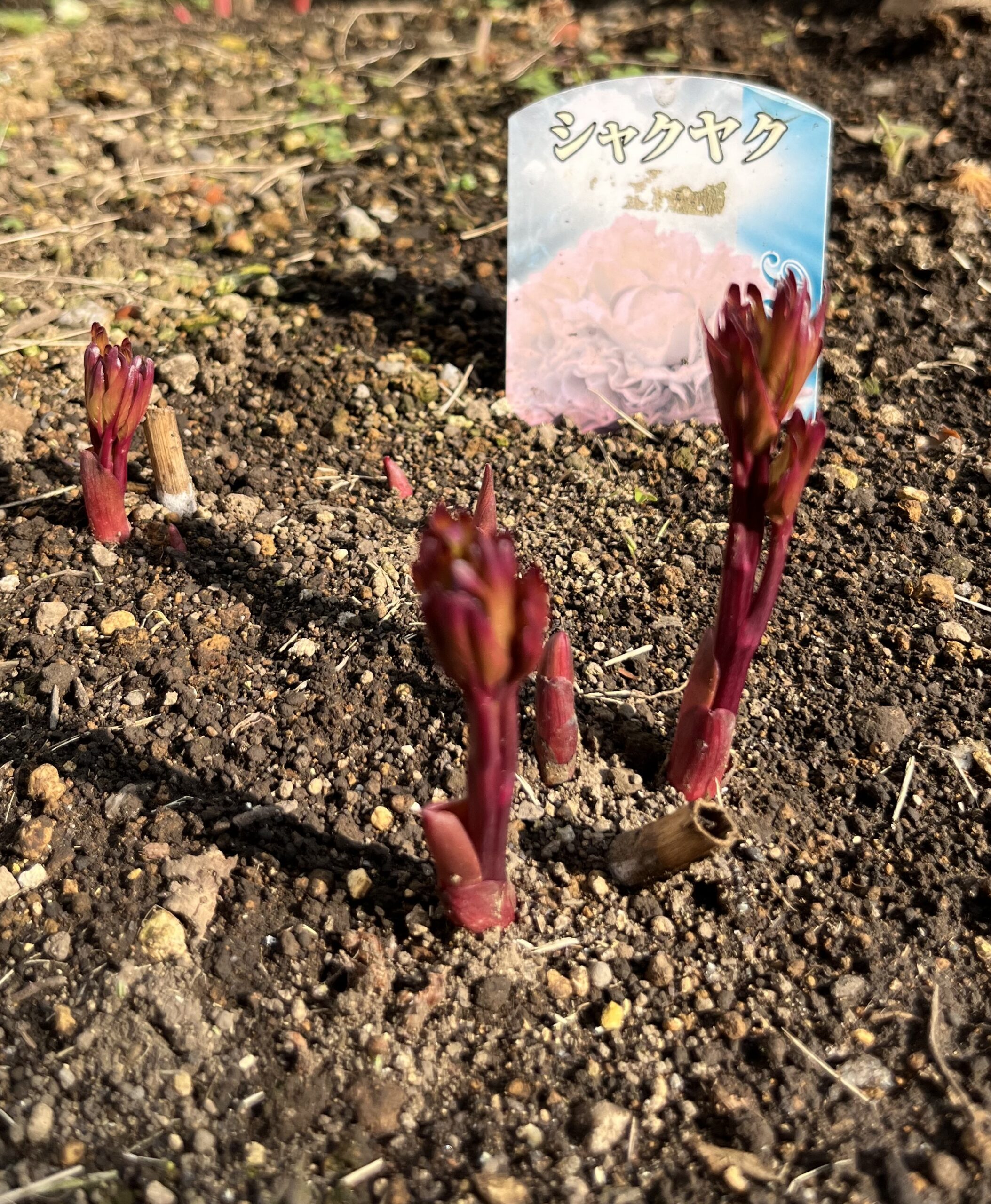 撮影：2026.3.29（日）