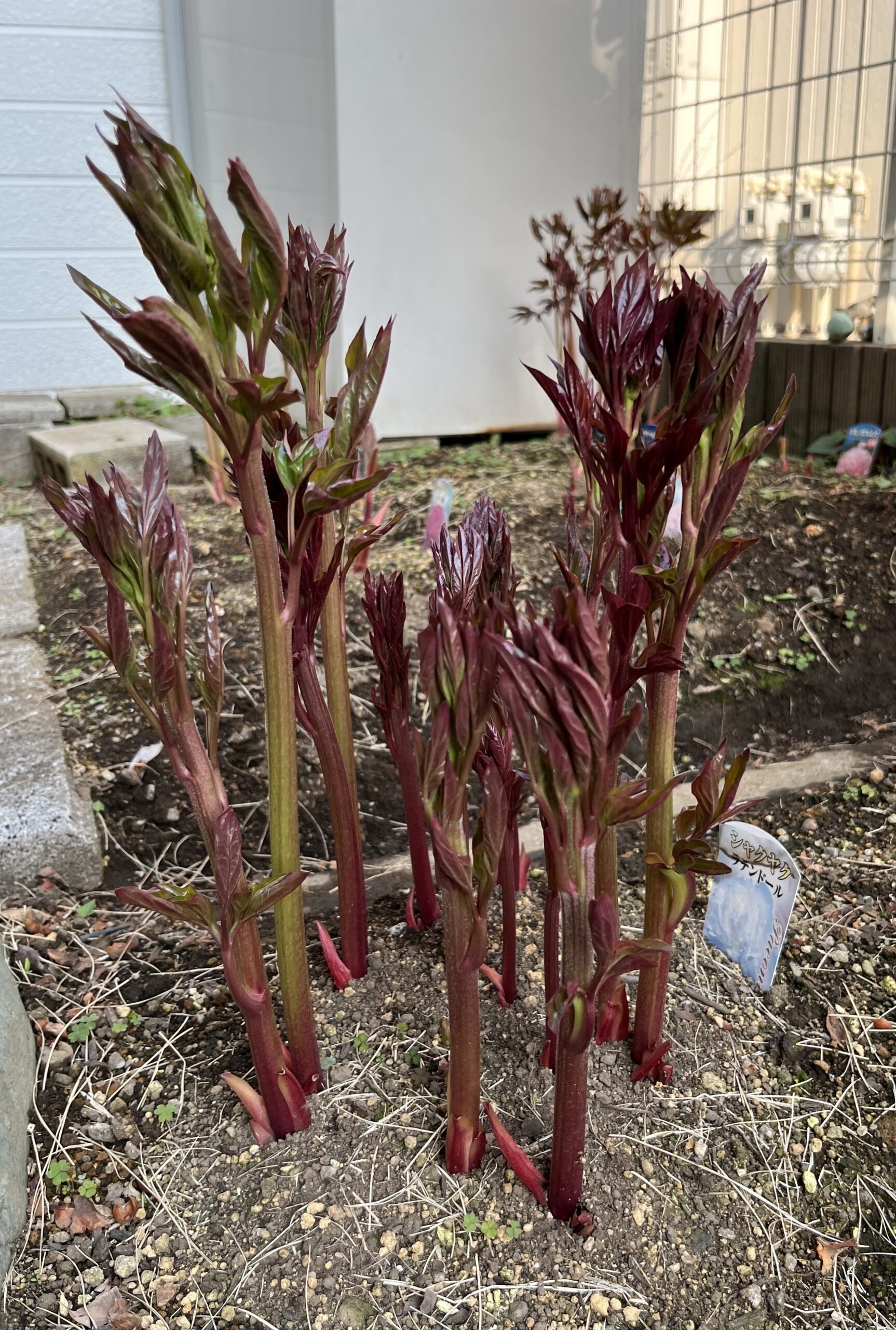 撮影：2026.3.29（日）