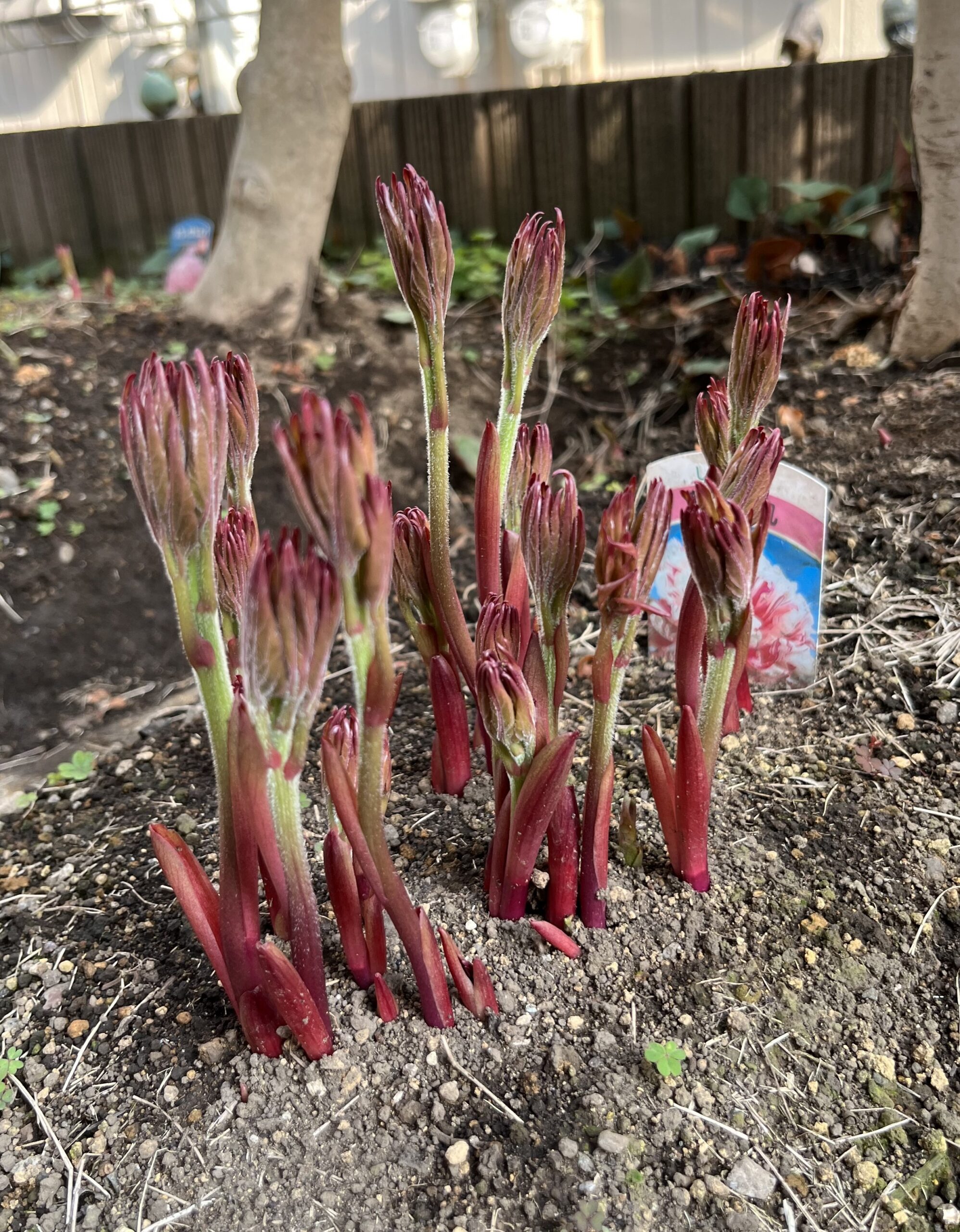 撮影：2026.3.29（日）