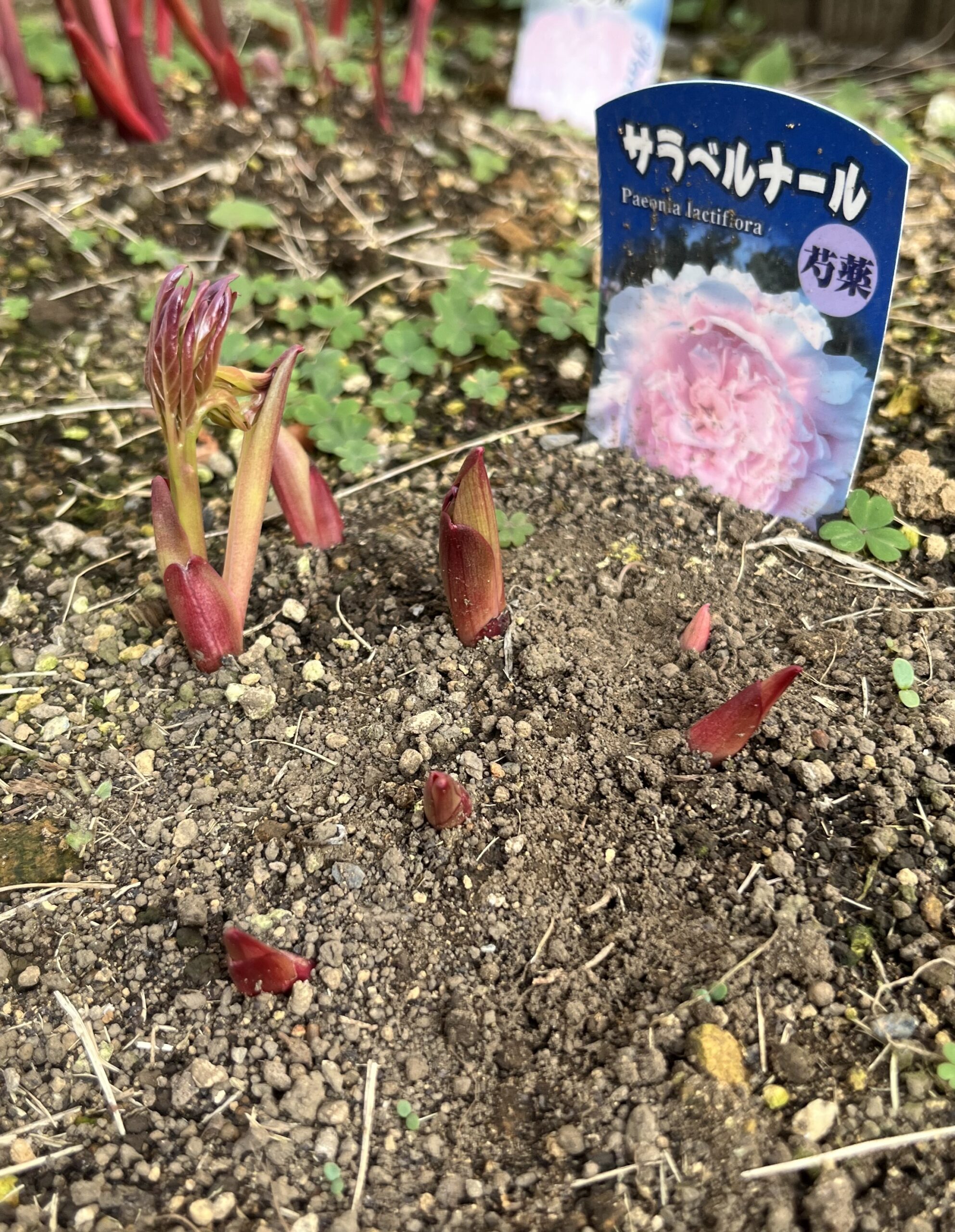 撮影：2026.3.29（日）