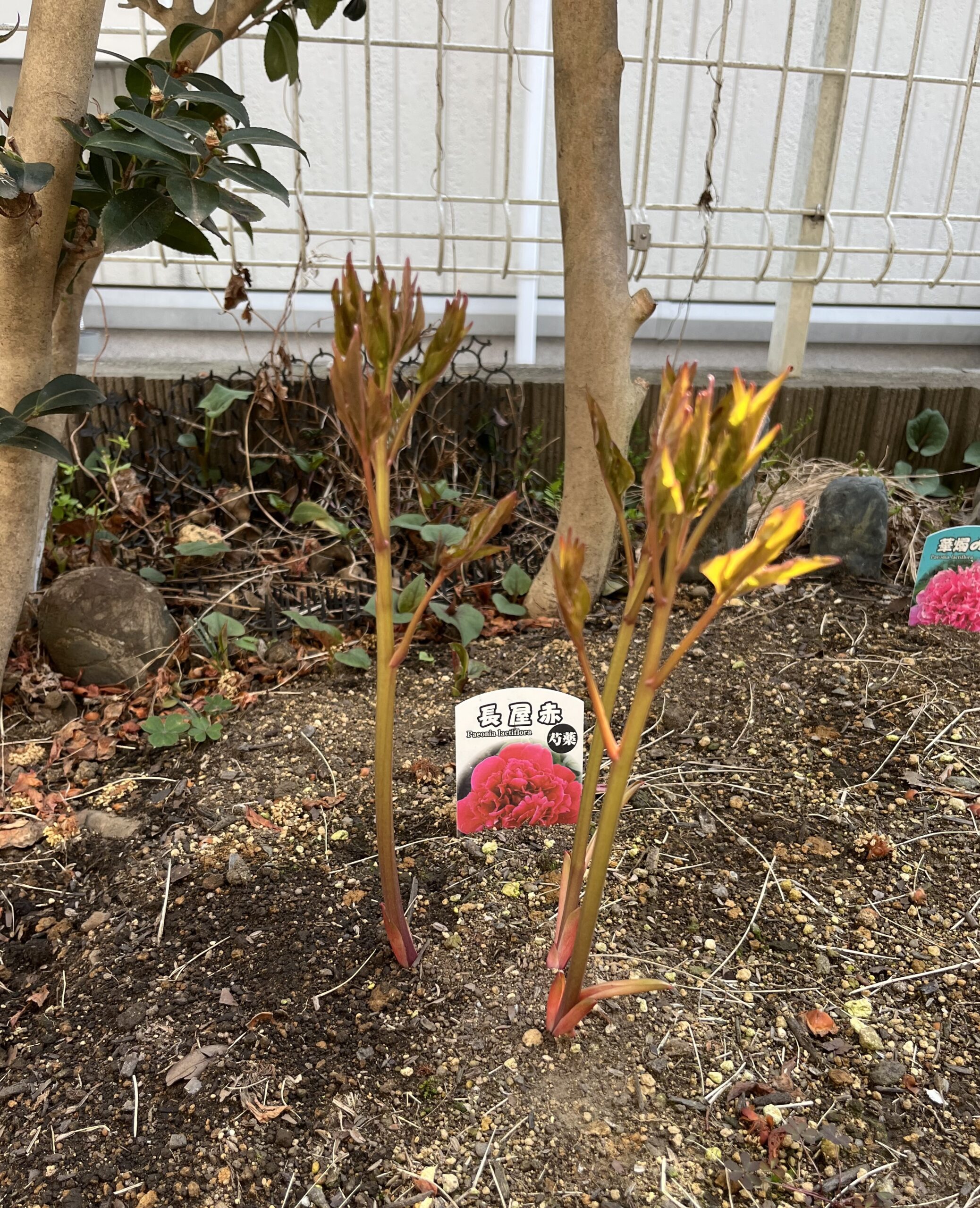 撮影：2026.3.30（月）