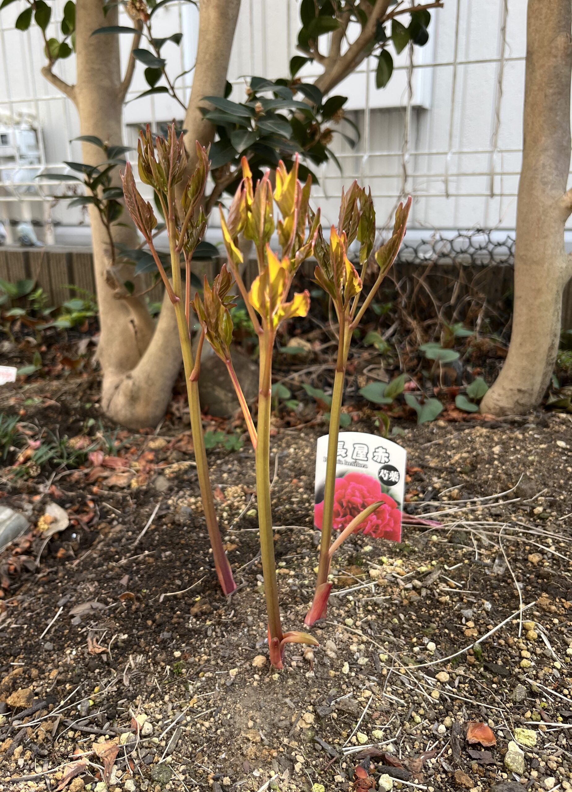 もうすぐ蕾の有無が判明するだろう。撮影：2026.3.30（月）