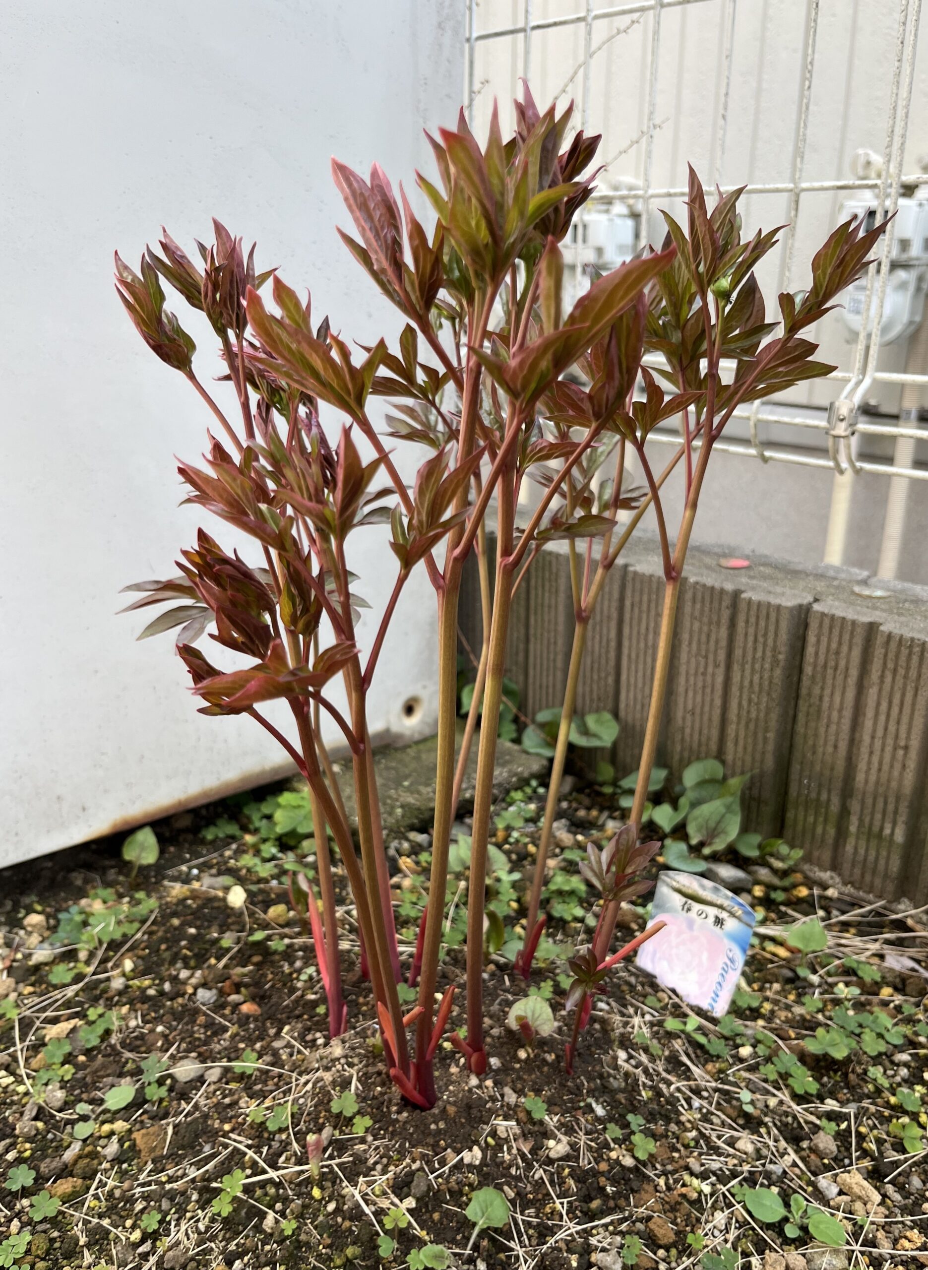 撮影：2026.3.29（日）