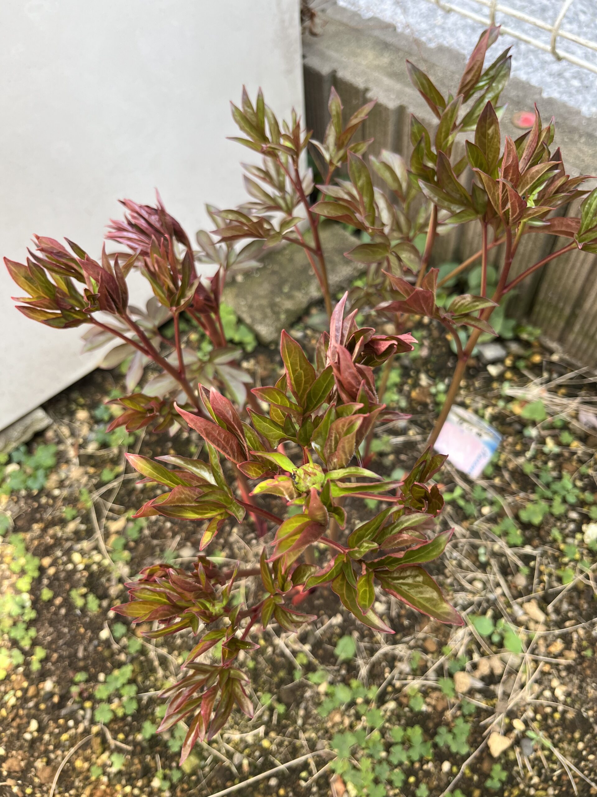 撮影：2026.3.29（日）