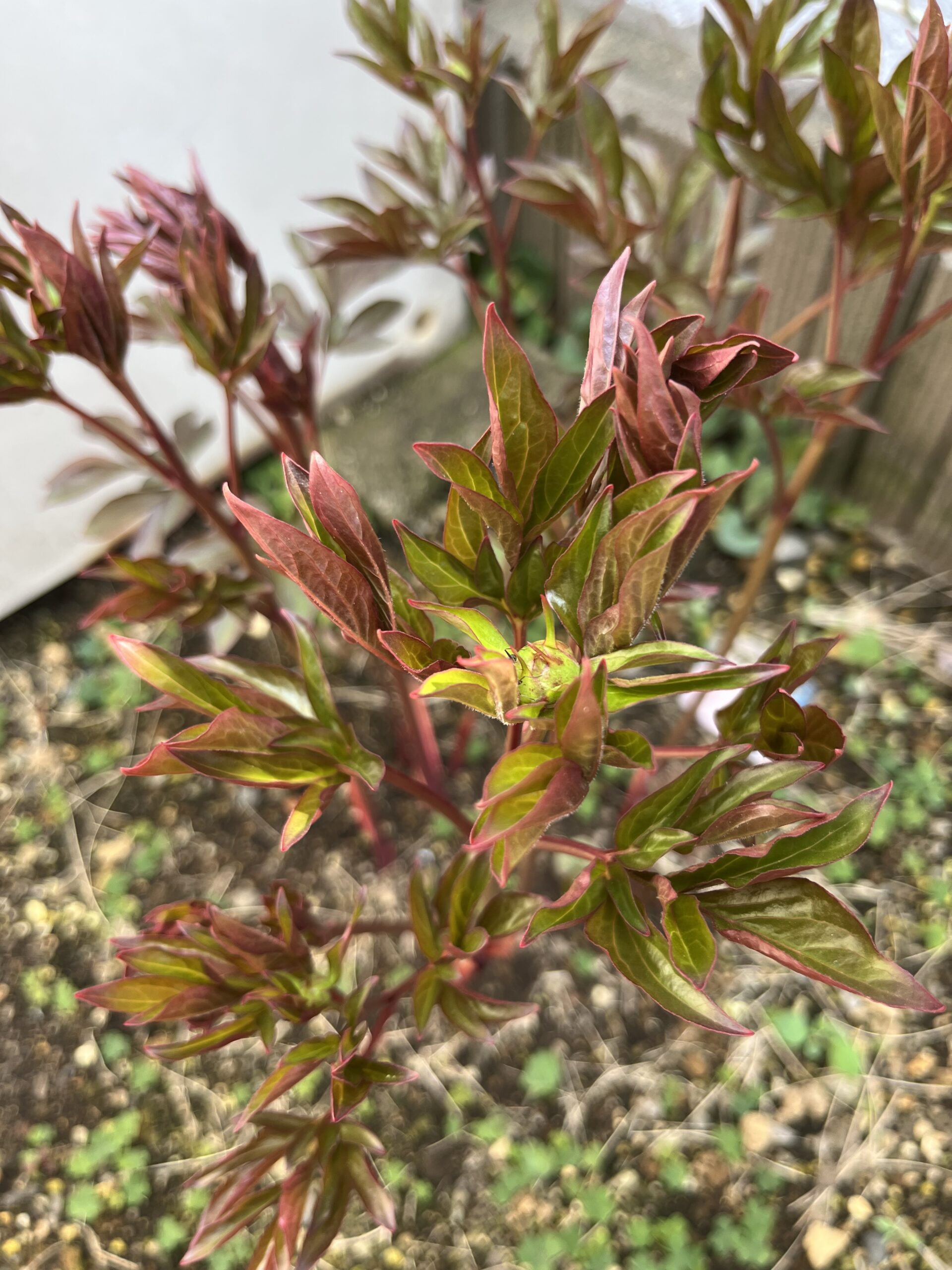 かなりしっかりした蕾が分かると思う。金色に輝いているように見える。撮影：2026.3.29（日）