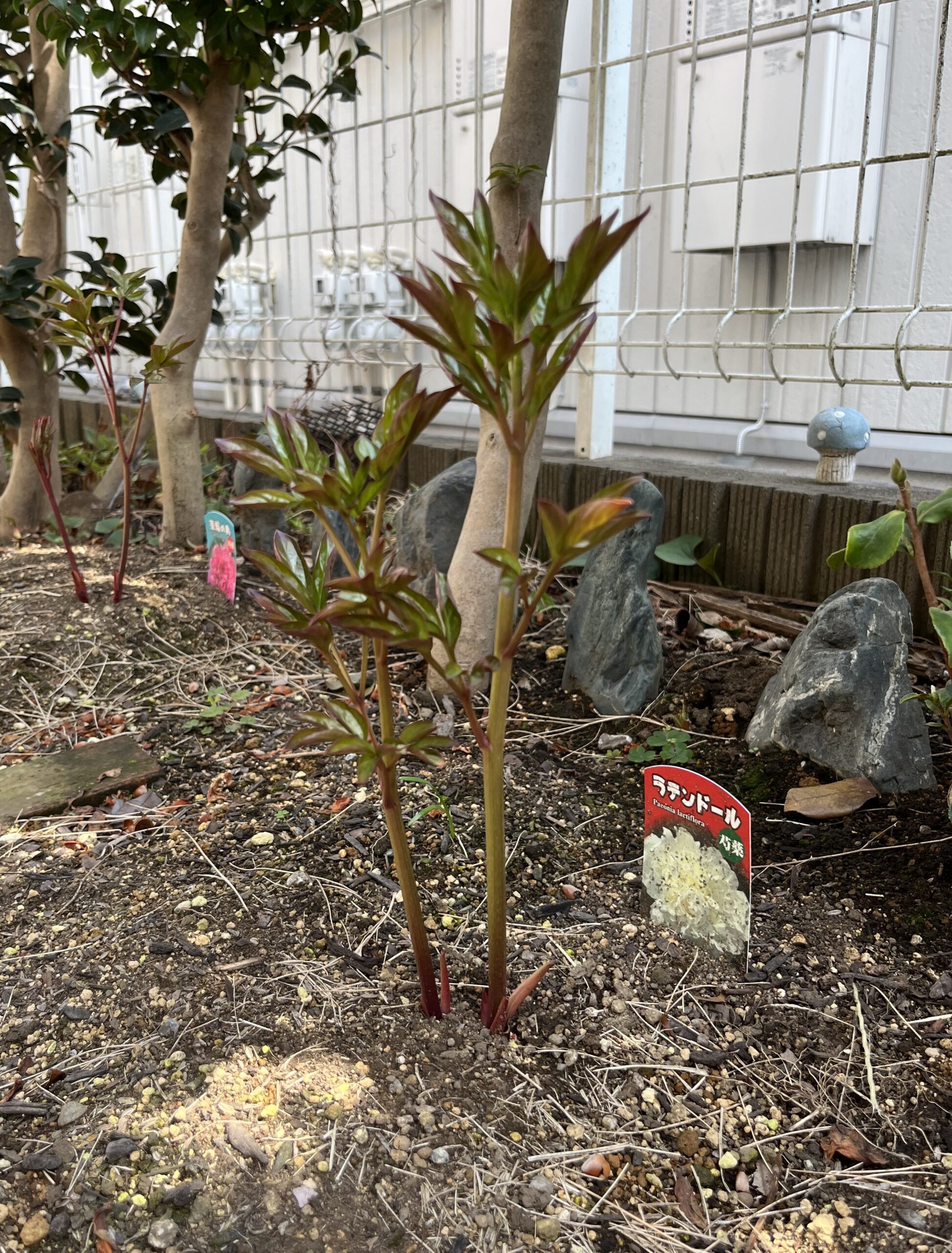 撮影：2026.3.30（月）