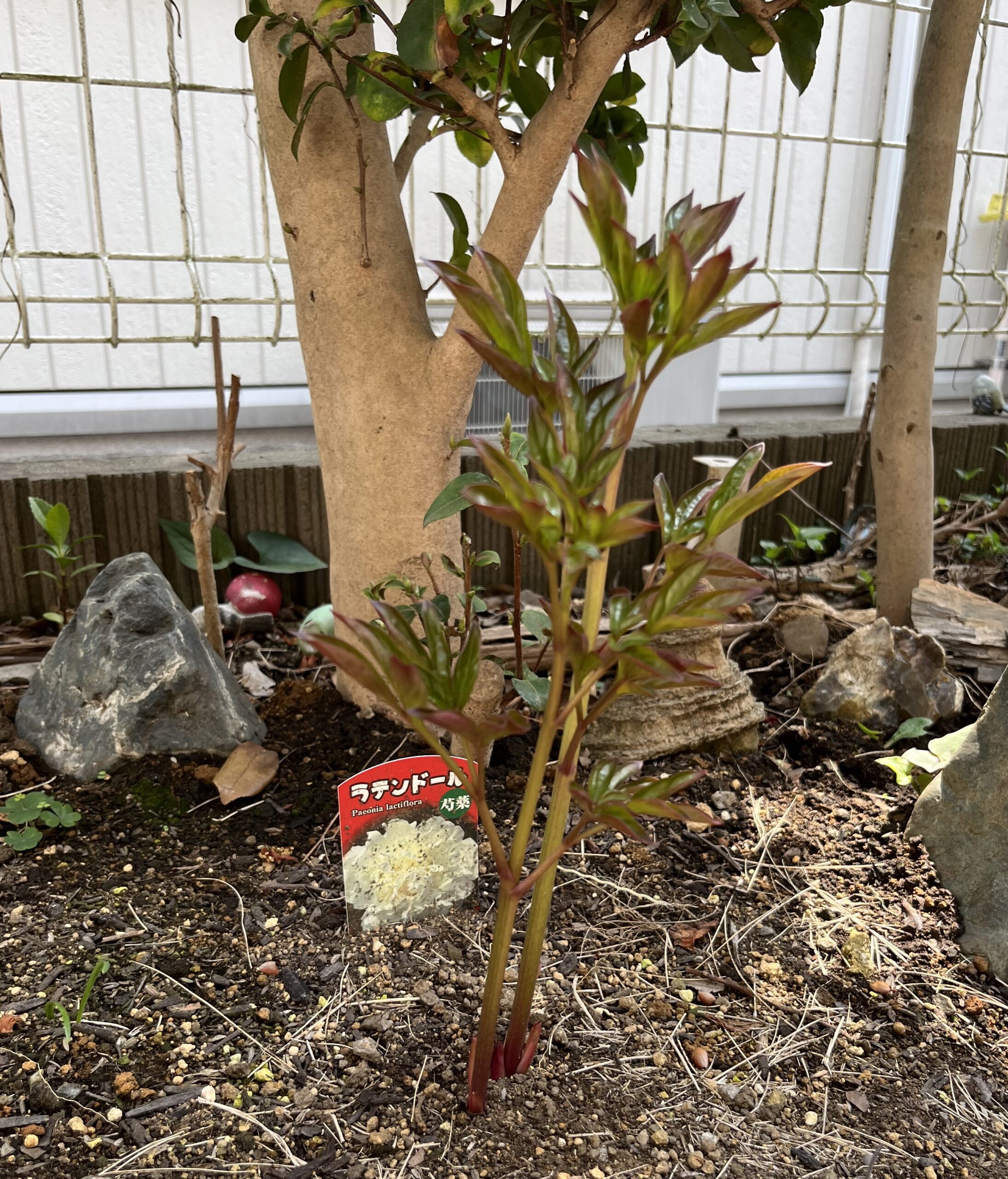 撮影：2026.3.30（月）