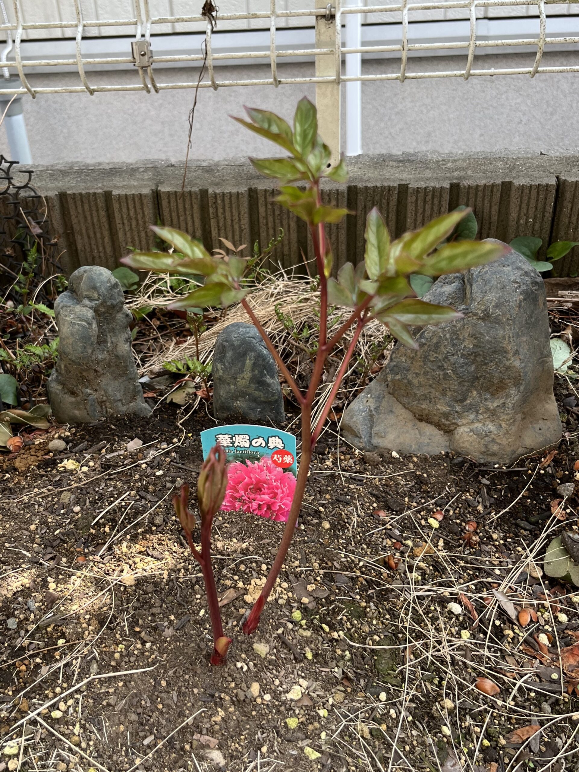 撮影：2026.3.30（月）