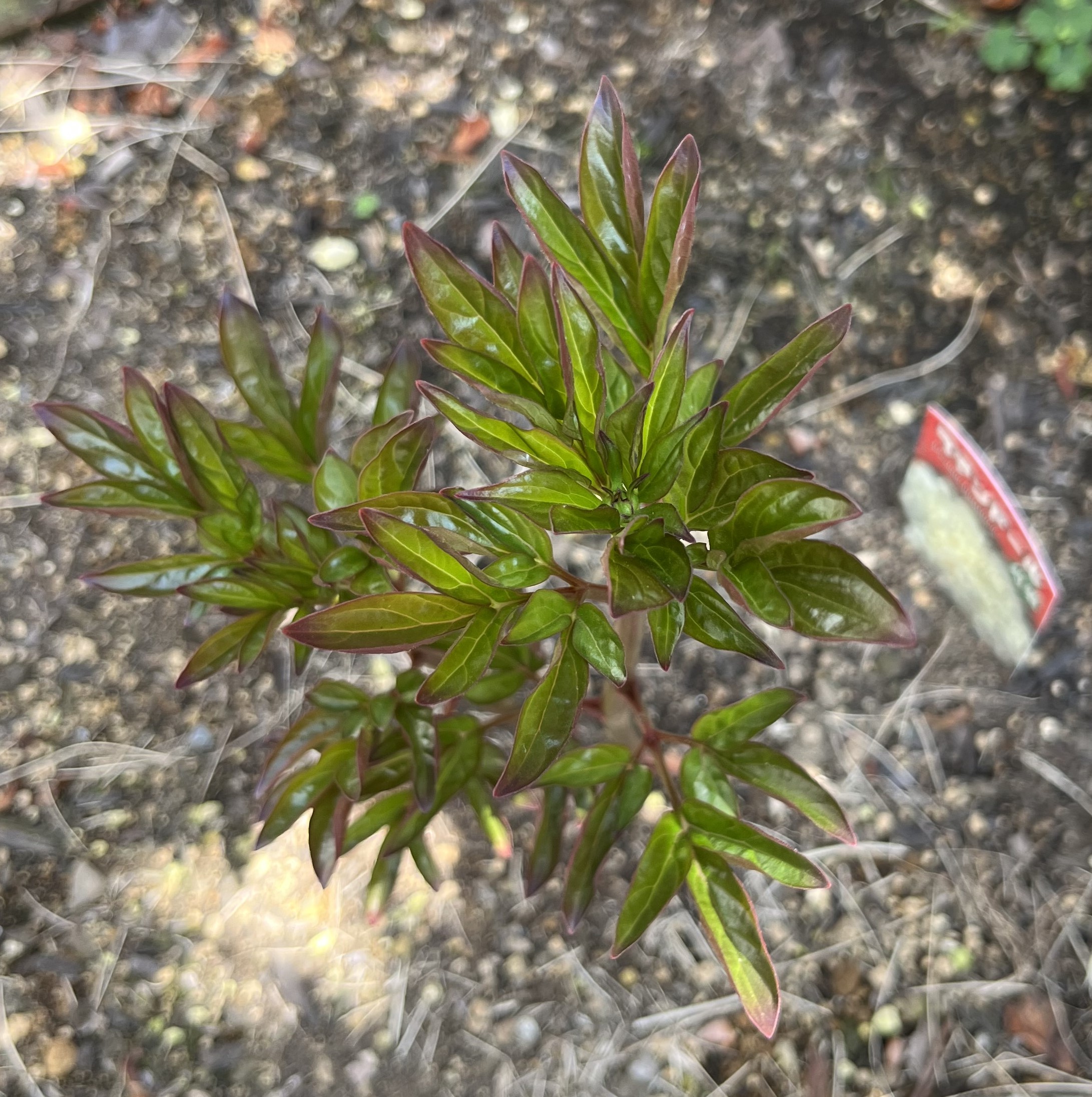 真上から撮影すると明らかに蕾があることが分かる。撮影：2026.3.30（月）