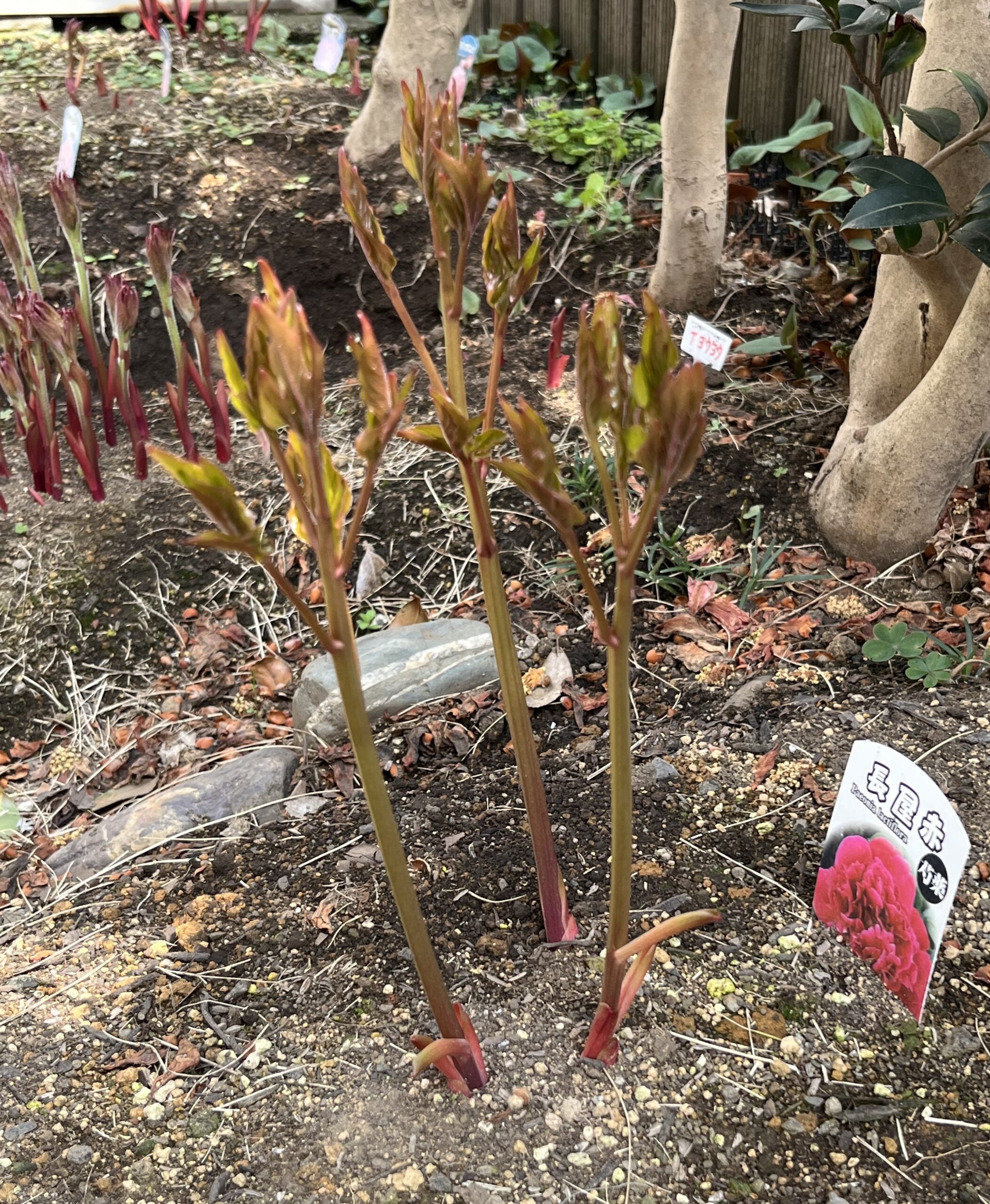 撮影：2026.3.30（月）