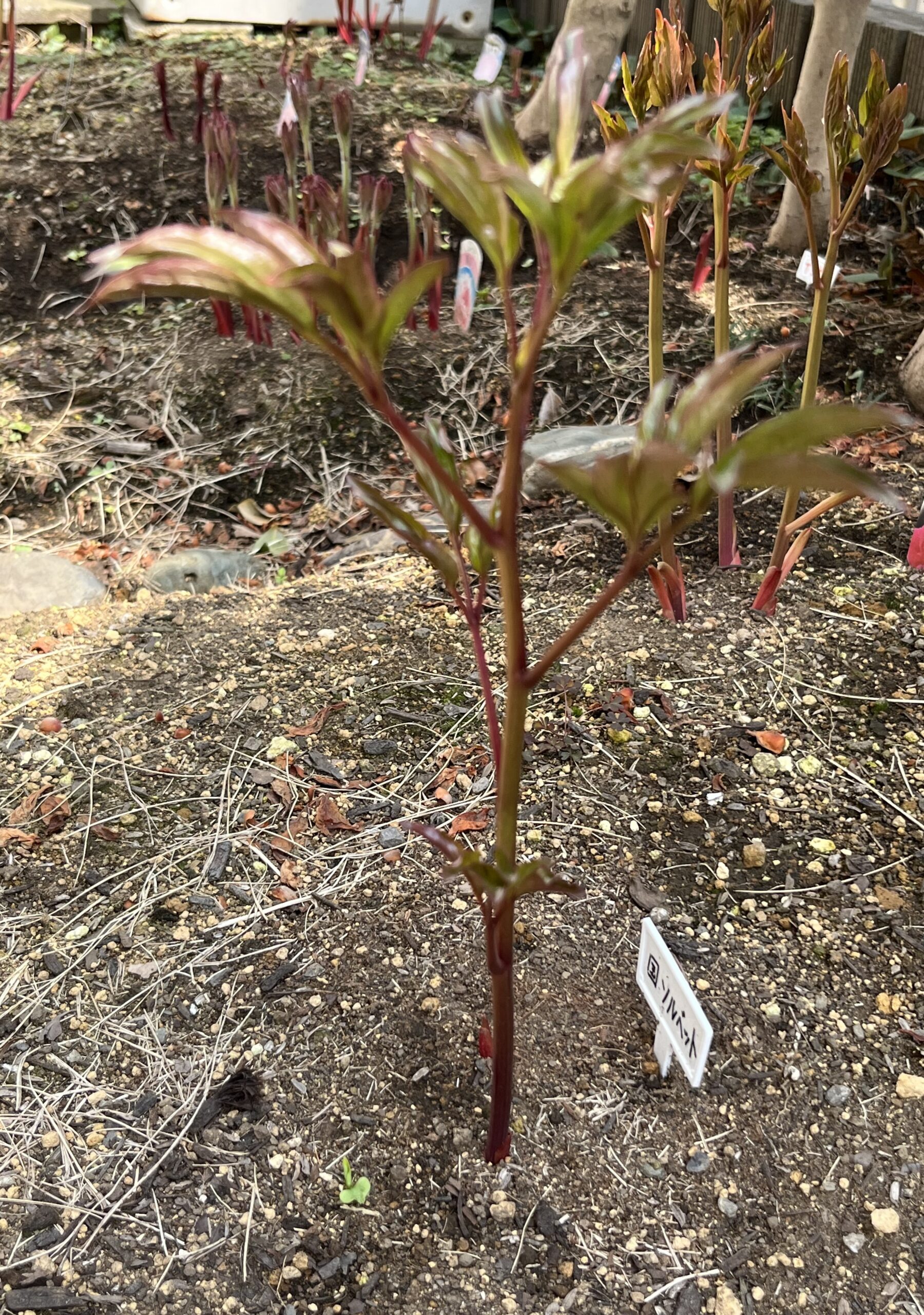 撮影：2026.3.30（月）