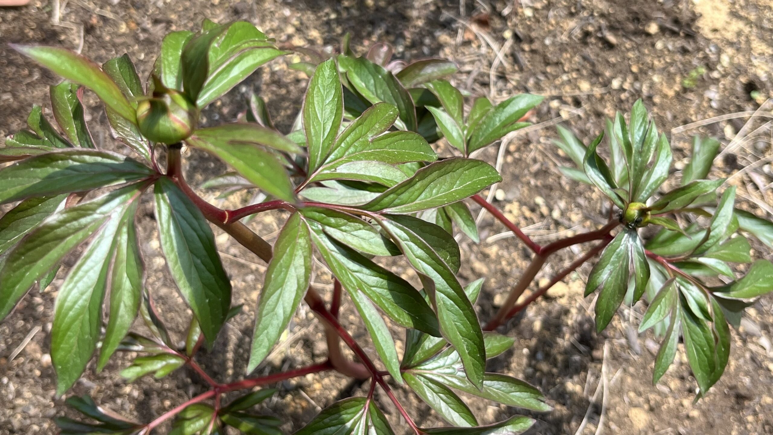 撮影：2026.3.29（日）