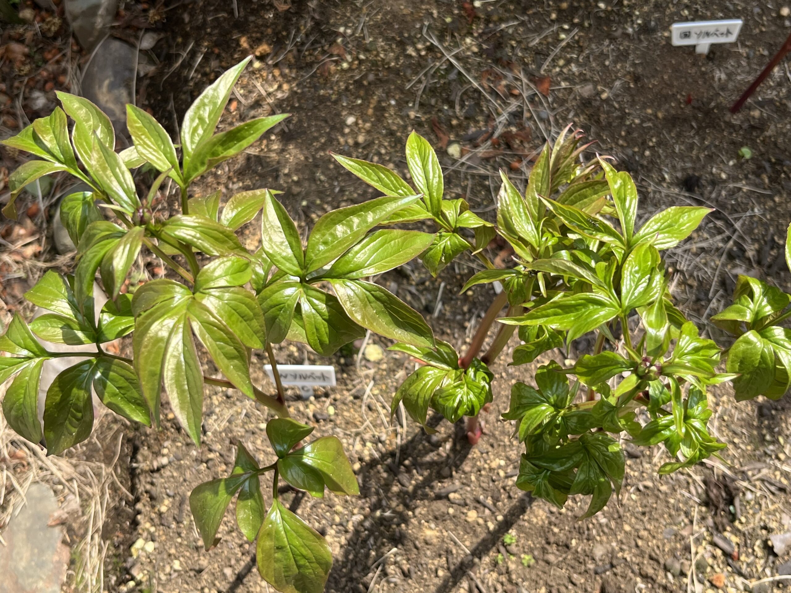 撮影：2026.3.29（日）