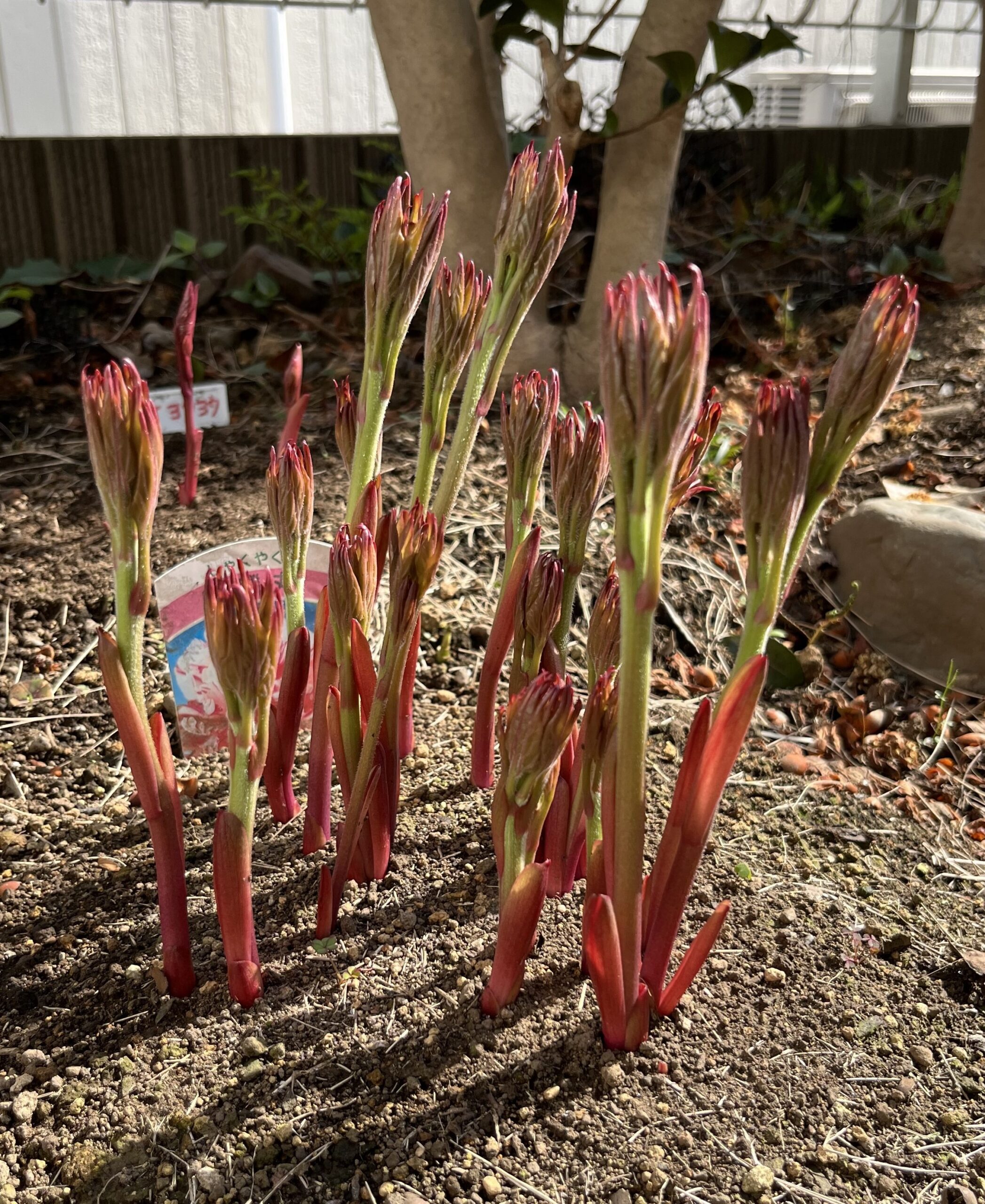 撮影：2026.3.30（月）