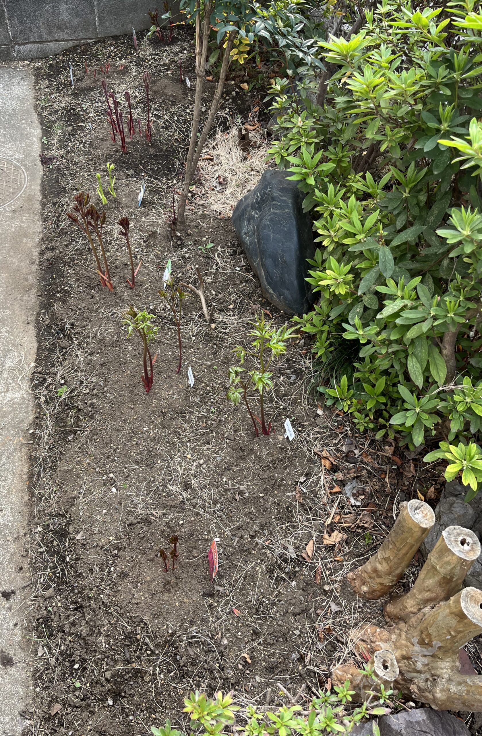 撮影：2026.3.30（月）