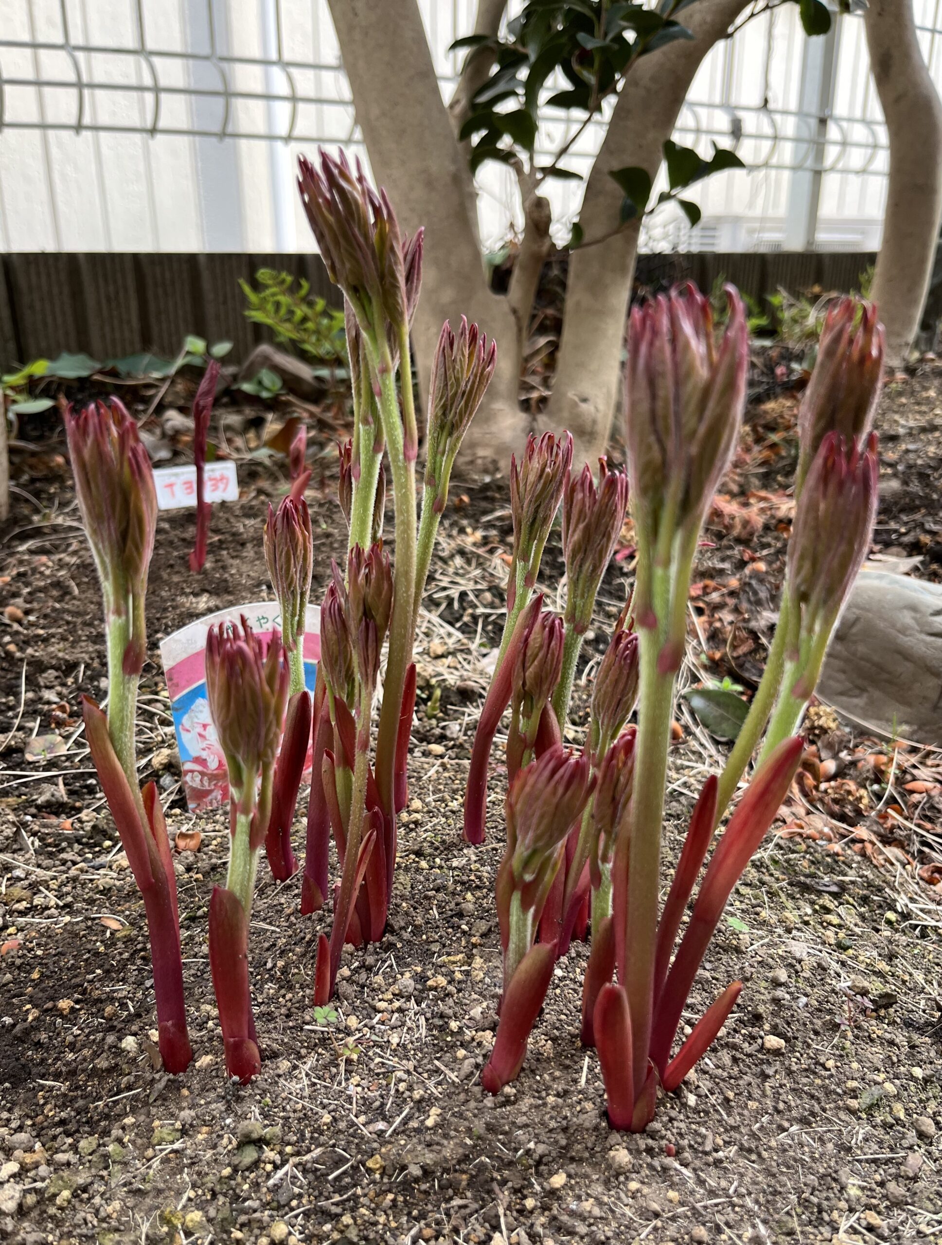 撮影：2026.3.30（月）