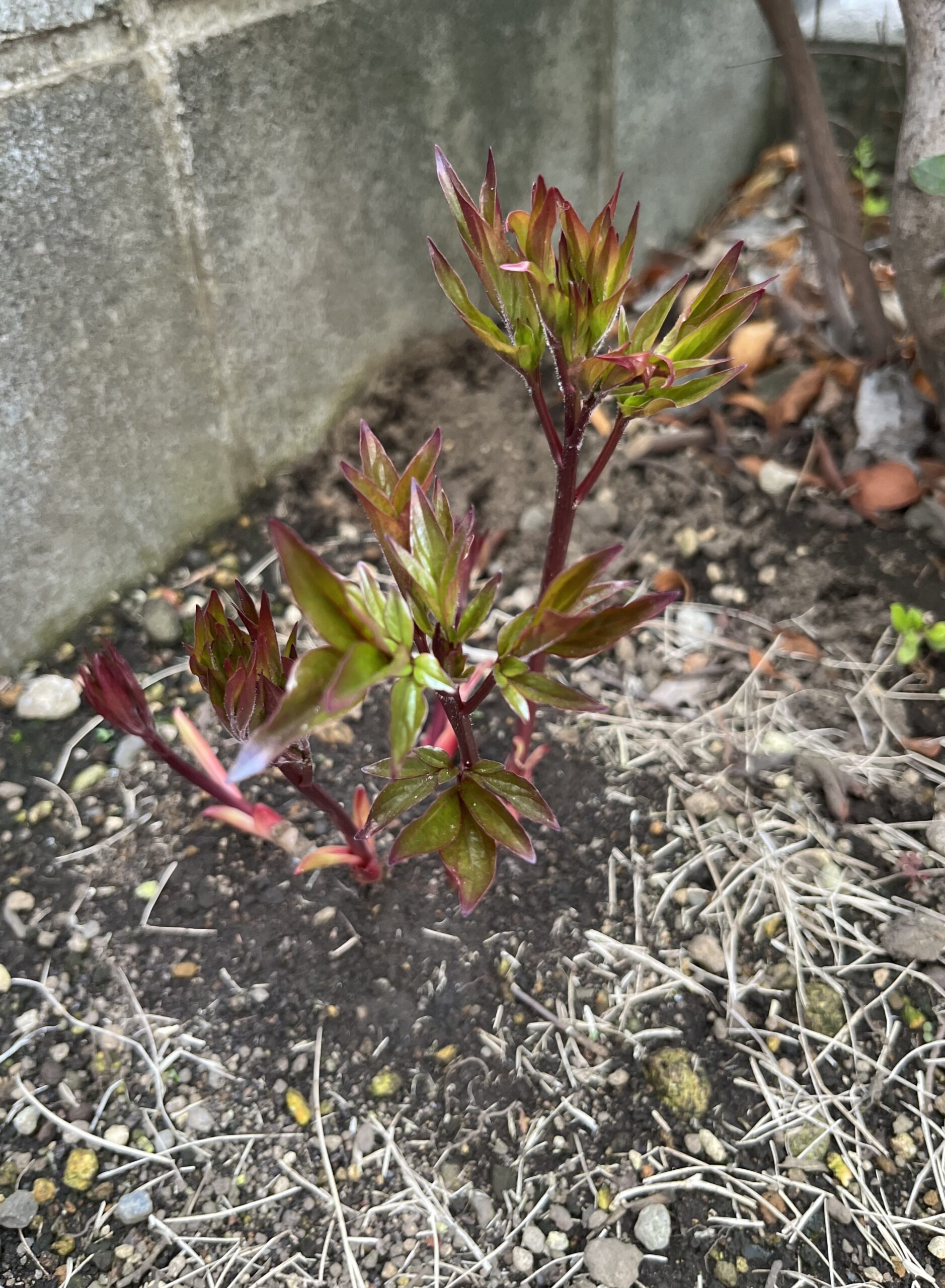撮影：2026.3.30（月）