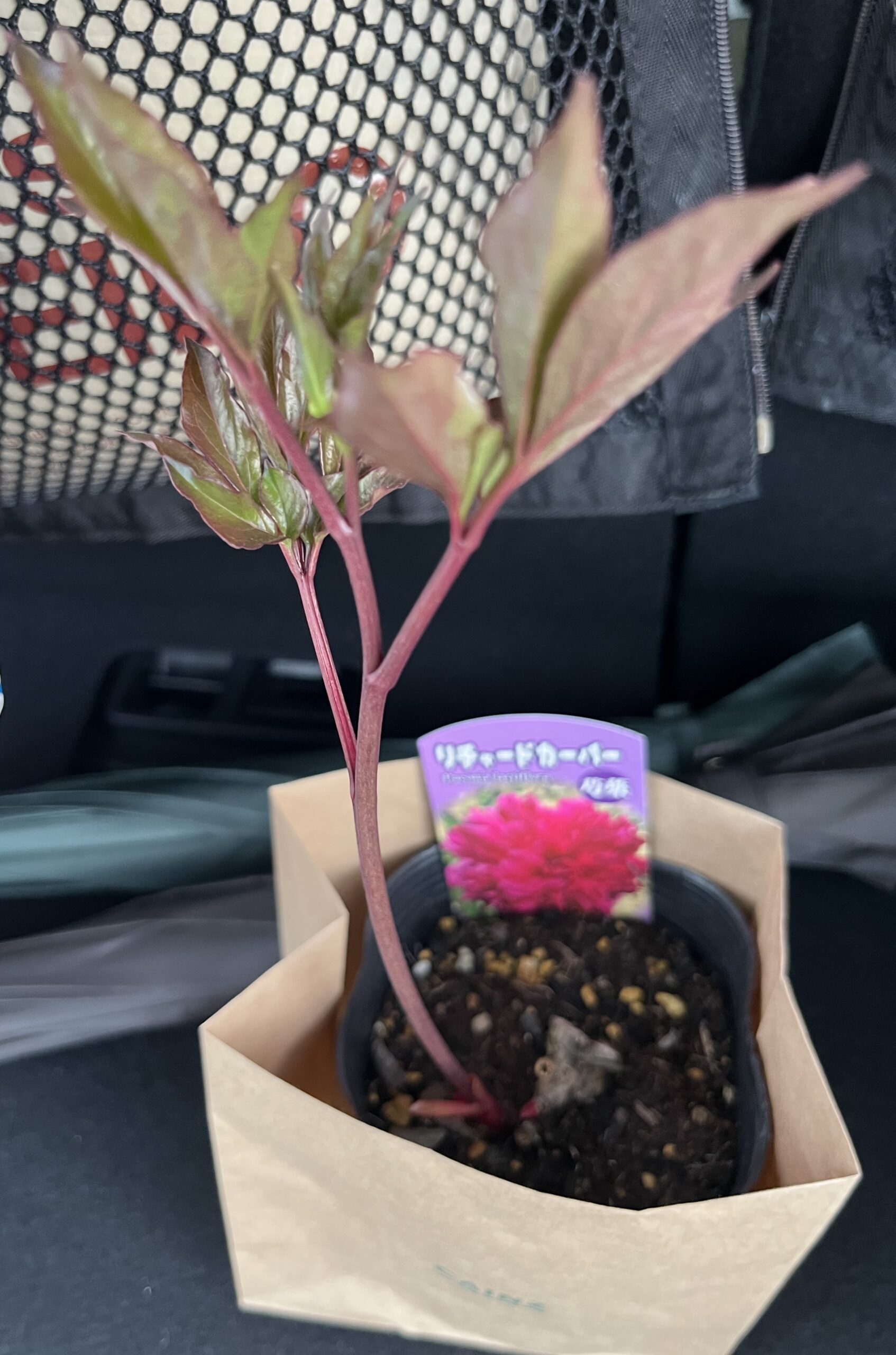 車の中で撮影したもの