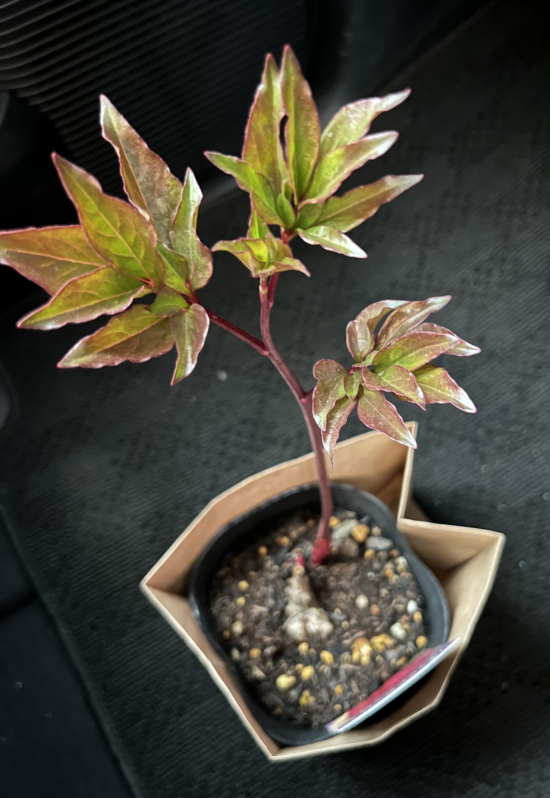 車の中で撮影したもの