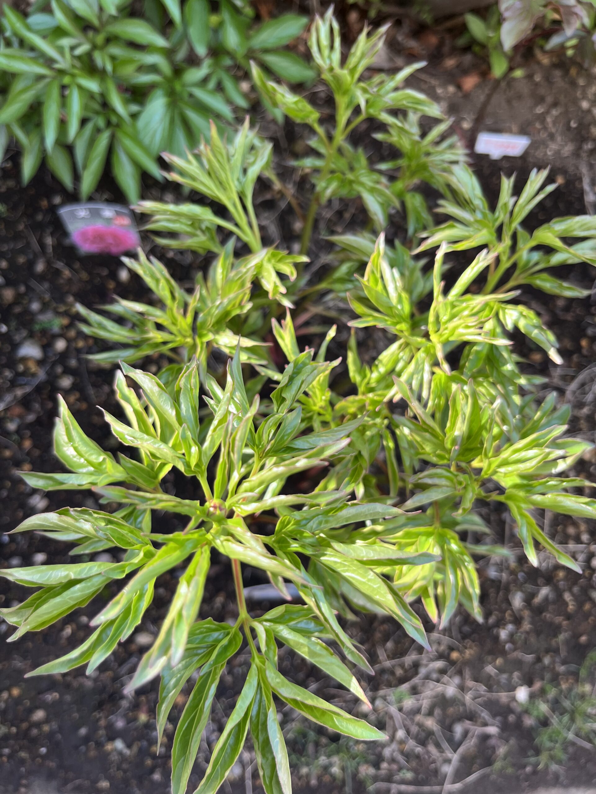 撮影：2026.4.11（土）