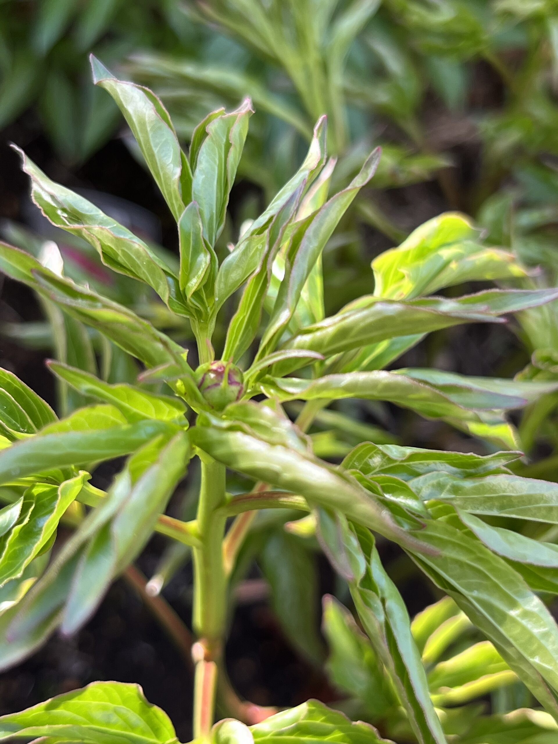 撮影：2026.4.11（土）