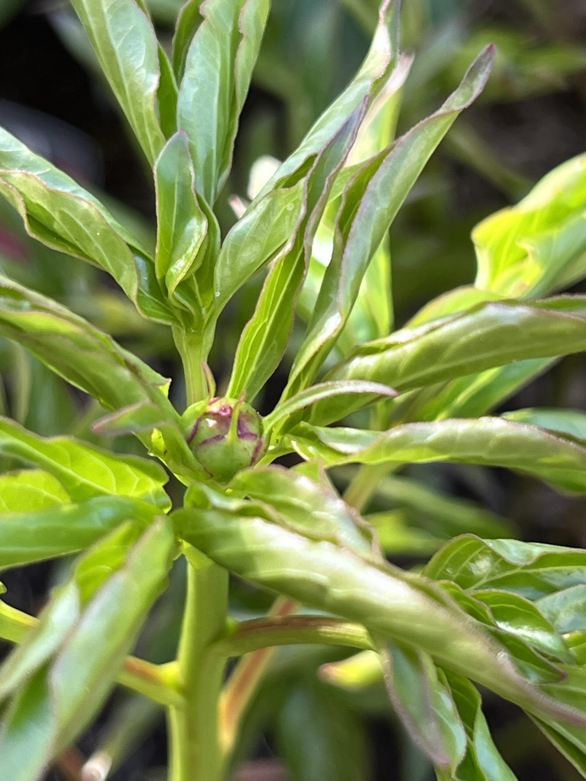 撮影：2026.4.11（土）